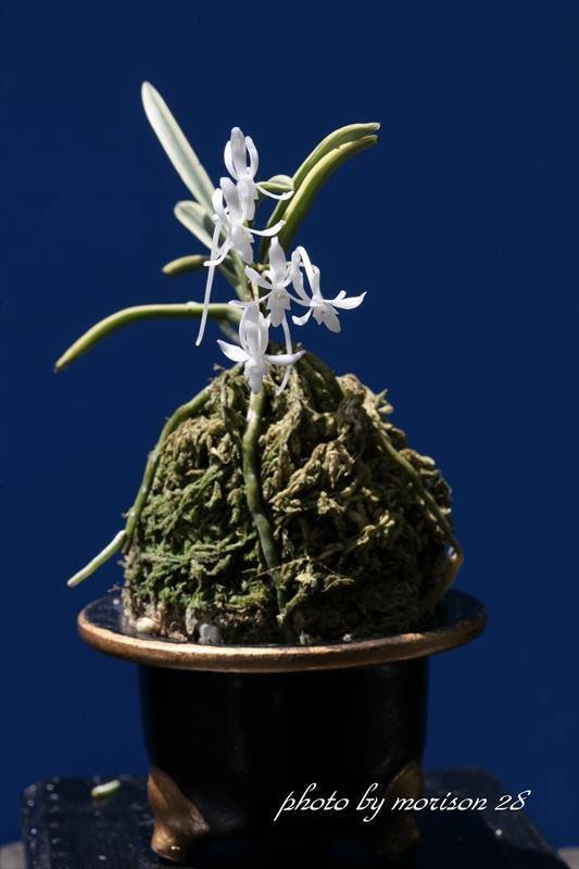 富貴蘭「湖東覆輪」の花（過去の画像倉庫から）｜KJ Morison