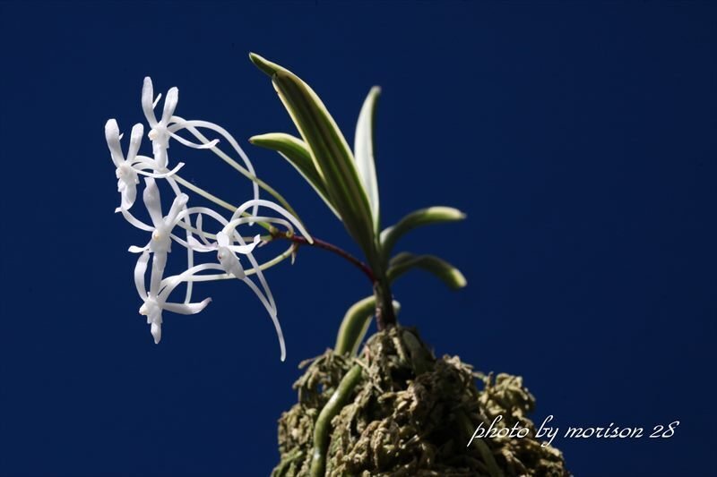 富貴蘭「湖東覆輪」の花（過去の画像倉庫から）｜KJ Morison