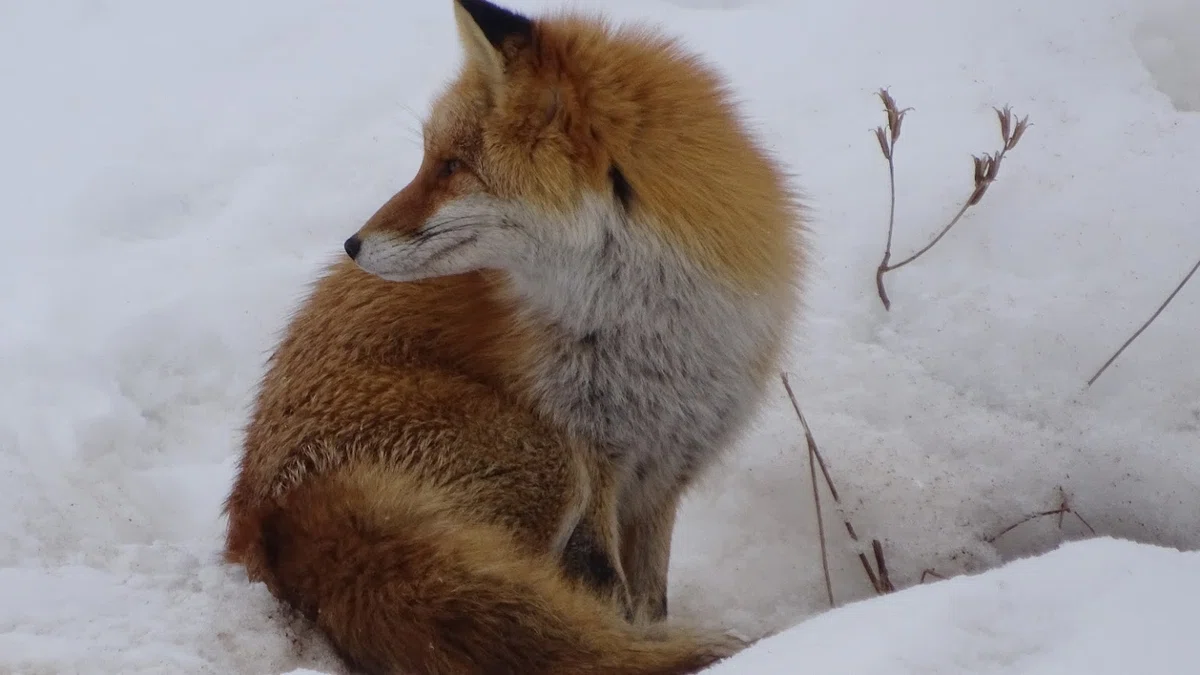 キタキツネ🦊春は近い!冬を生き抜け⛄冬毛夏毛比較👀自然は厳しい💦|鳥見はつみょん💛w/幸せの青い鳥タカへ