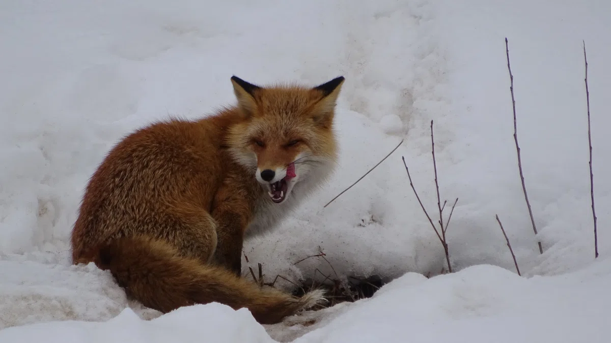 キタキツネ🦊春は近い!冬を生き抜け⛄冬毛夏毛比較👀自然は厳しい💦|鳥見はつみょん💛w/幸せの青い鳥タカへ