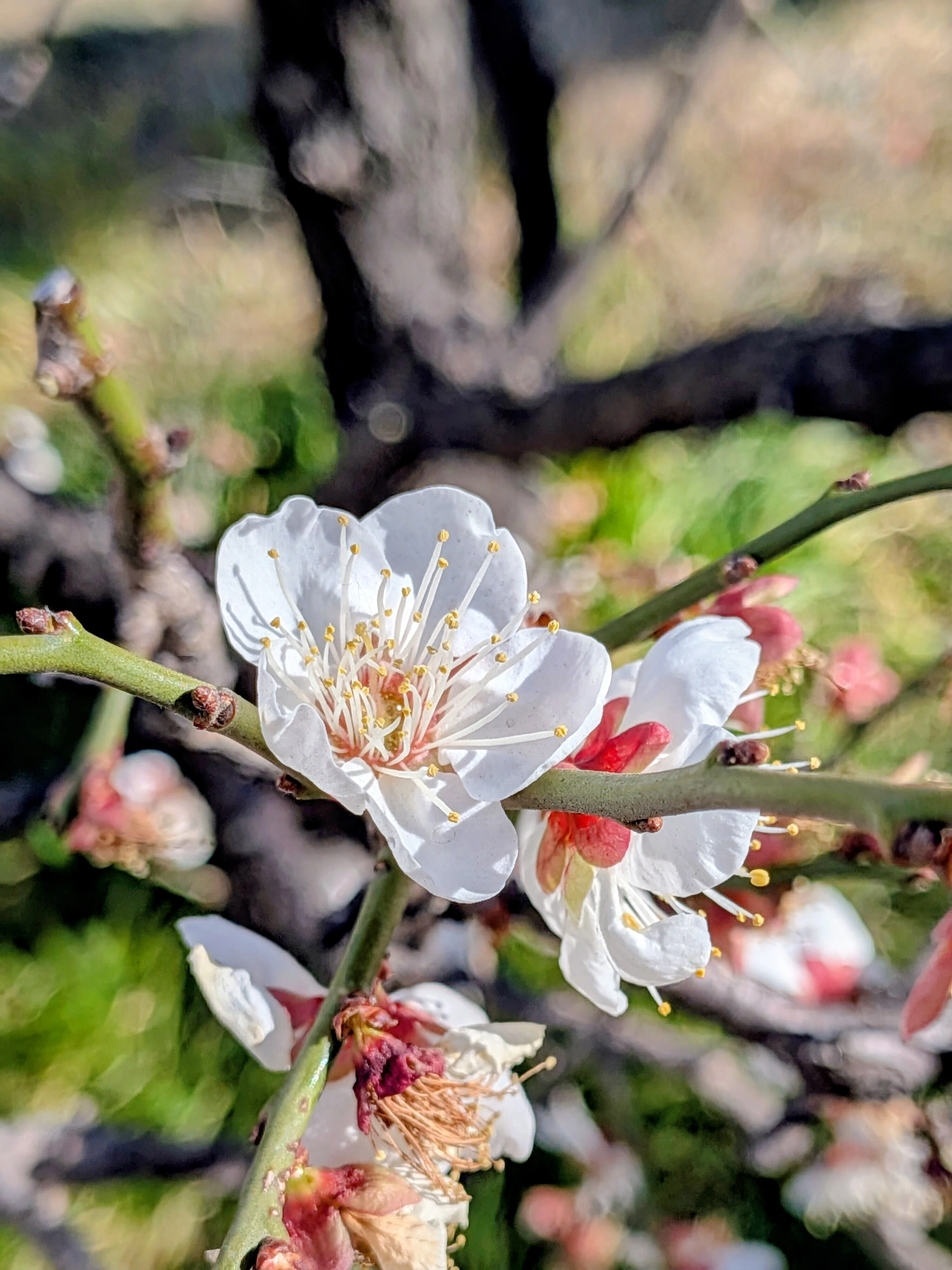 春慶塗り × 梅の花 梅の花のおすそわけ。｜桜小路いをり