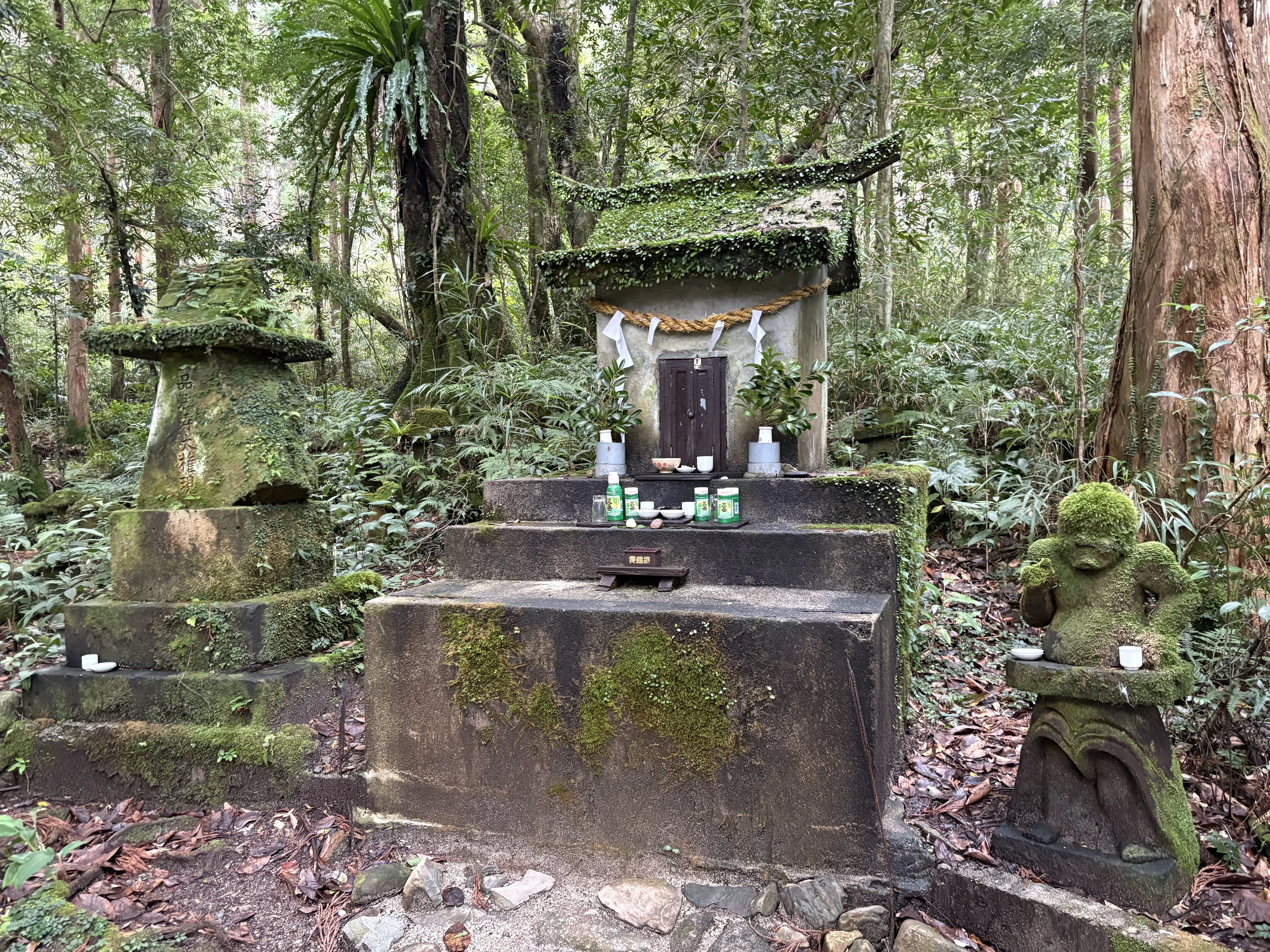 屋久島・白谷雲水峡トレッキング｜元プロガイドの失敗しないアウトドア