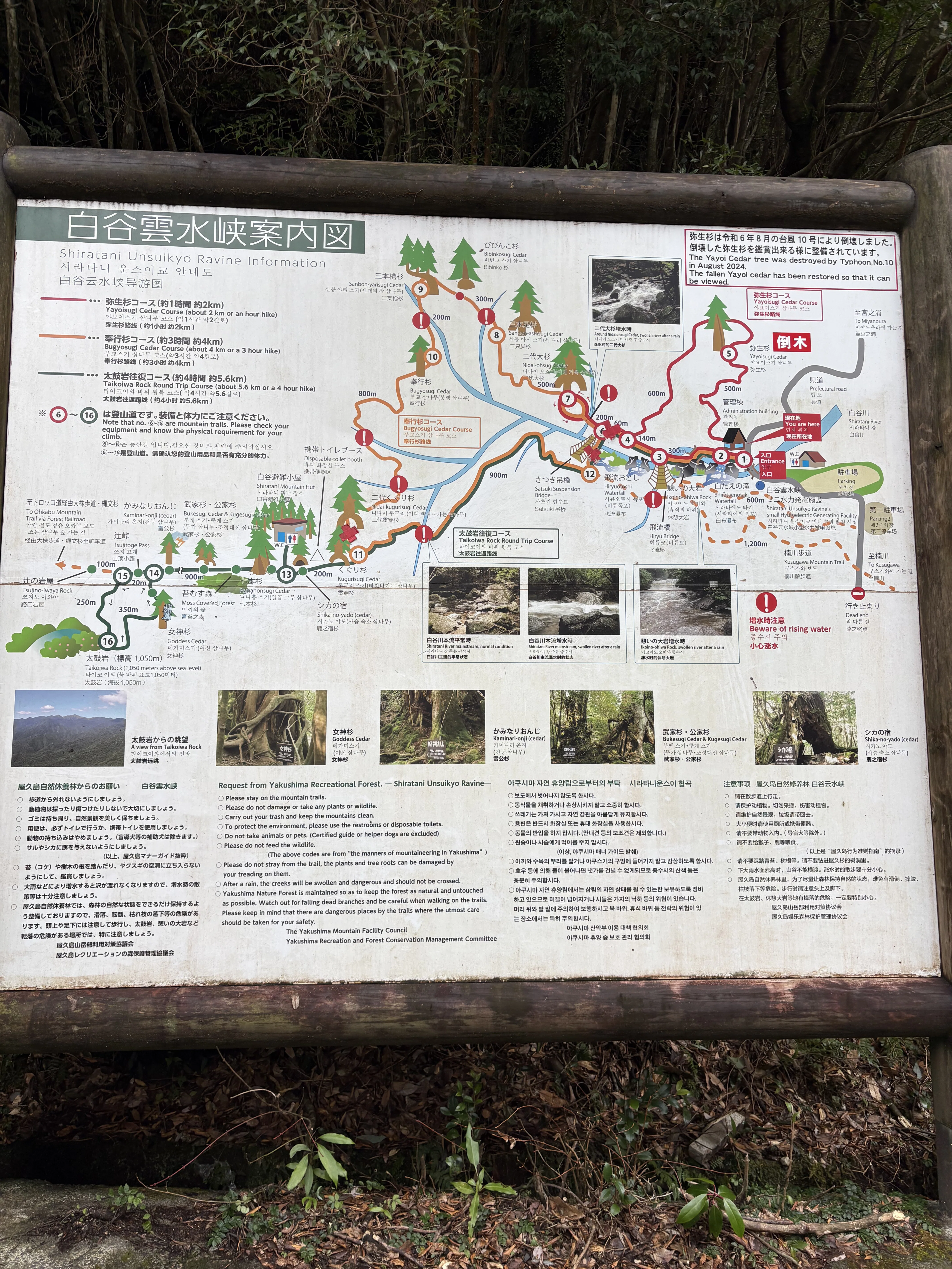 屋久島・白谷雲水峡トレッキング｜元プロガイドの失敗しないアウトドア