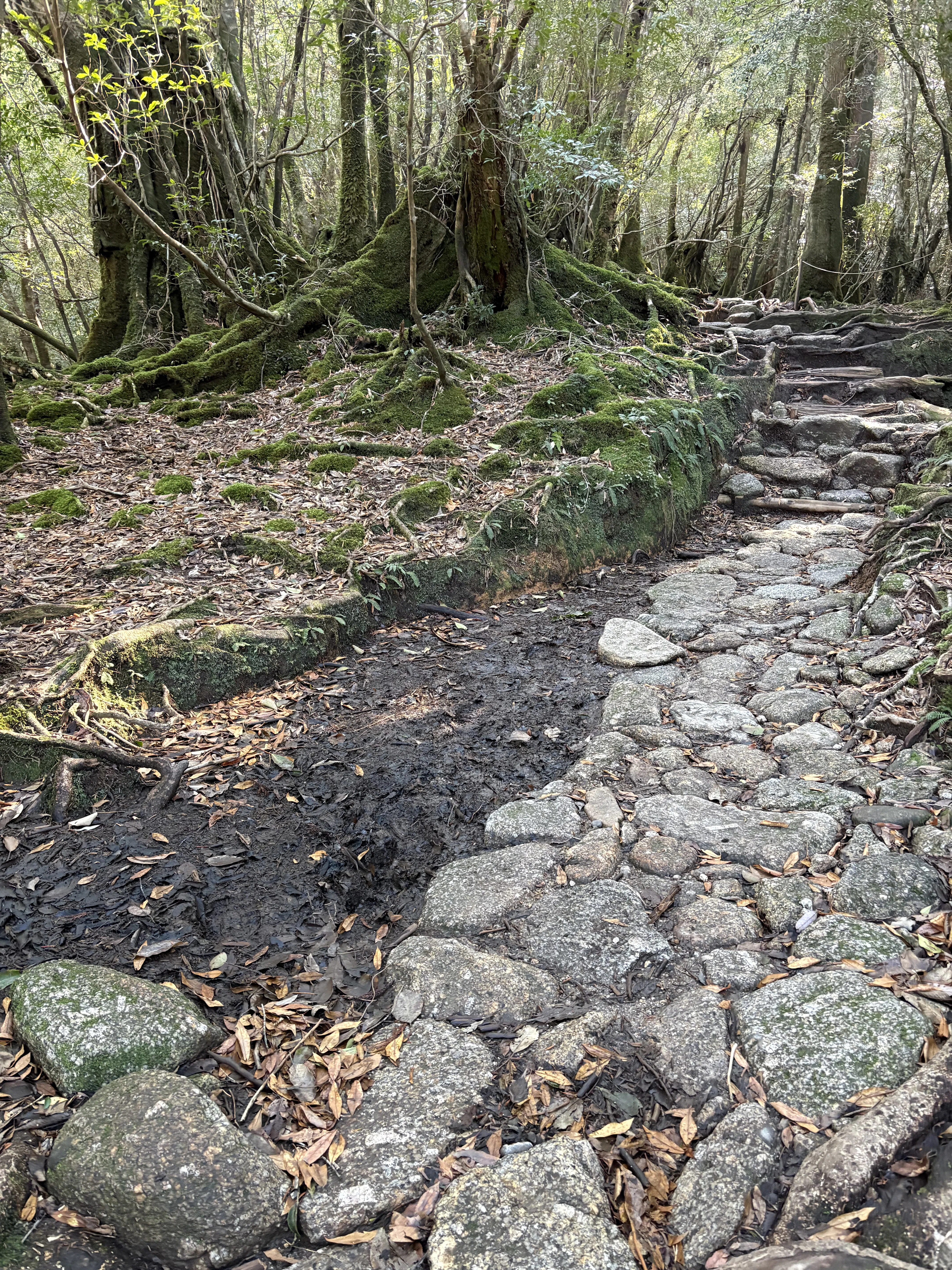 屋久島・白谷雲水峡トレッキング｜元プロガイドの失敗しないアウトドア