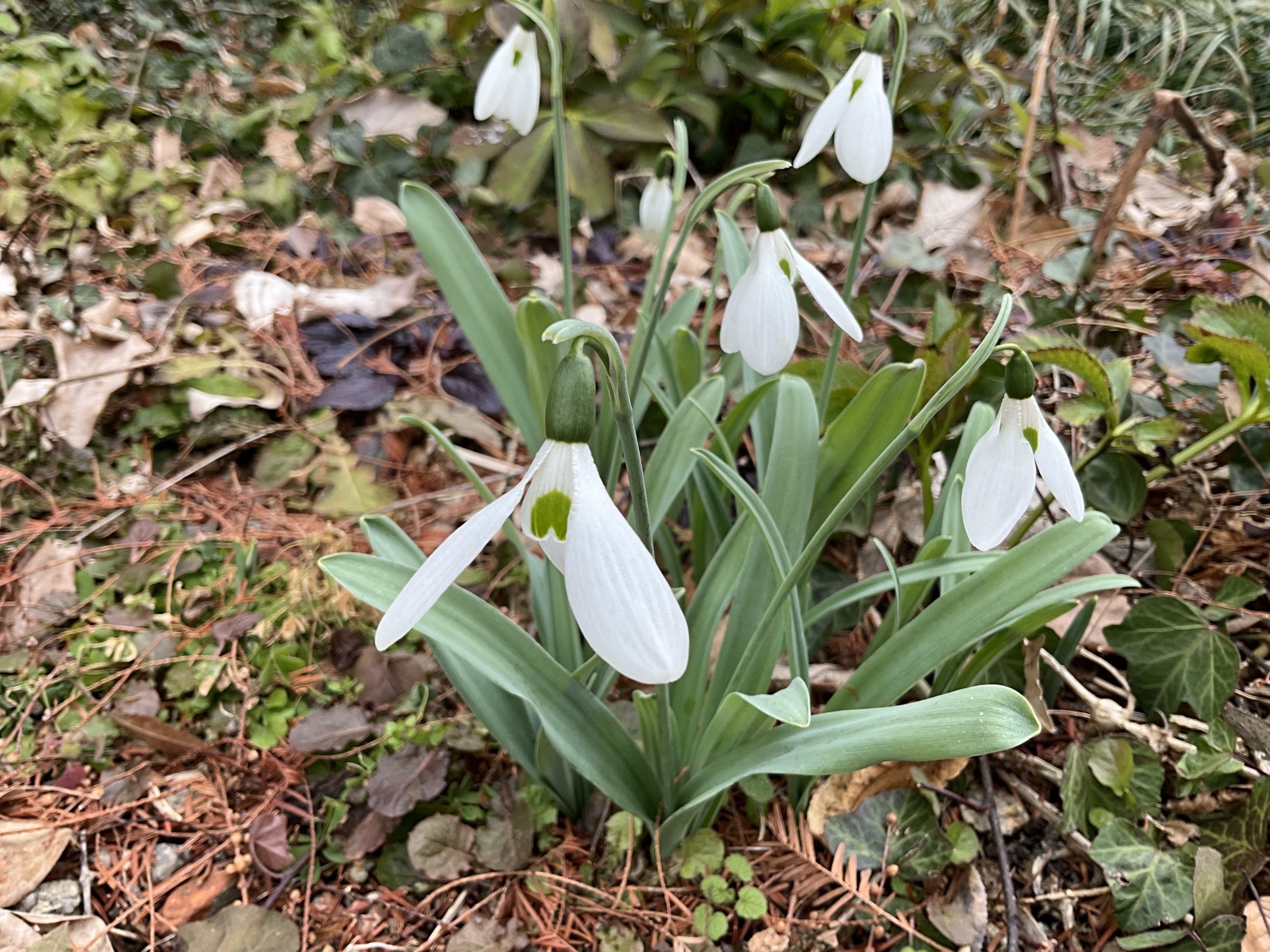 スノードロップ（京都府立植物園）：2026年1月22日（木）｜藤井秀昭