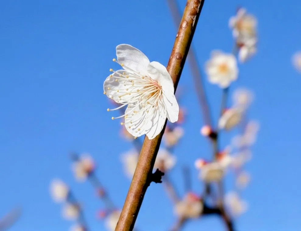 春慶塗り × 梅の花 梅の花のおすそわけ。｜桜小路いをり