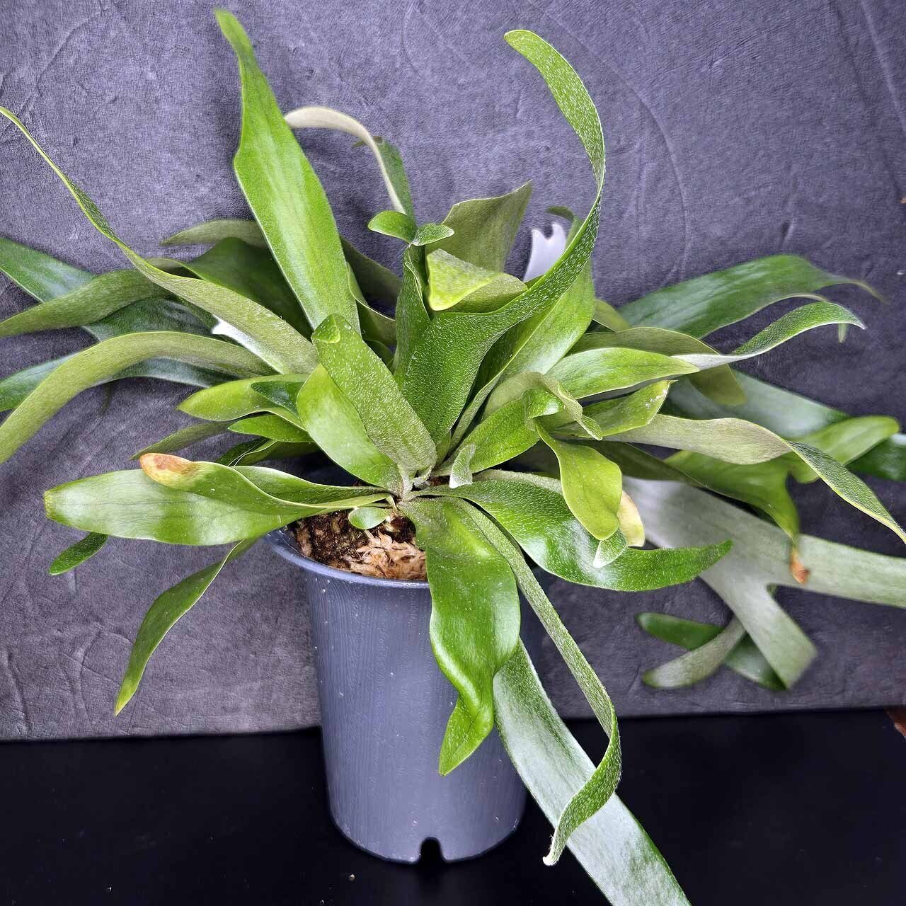 ビカクシダ・ビフルカツム 変異個体 “コモチ”｜ポチョムキン卿