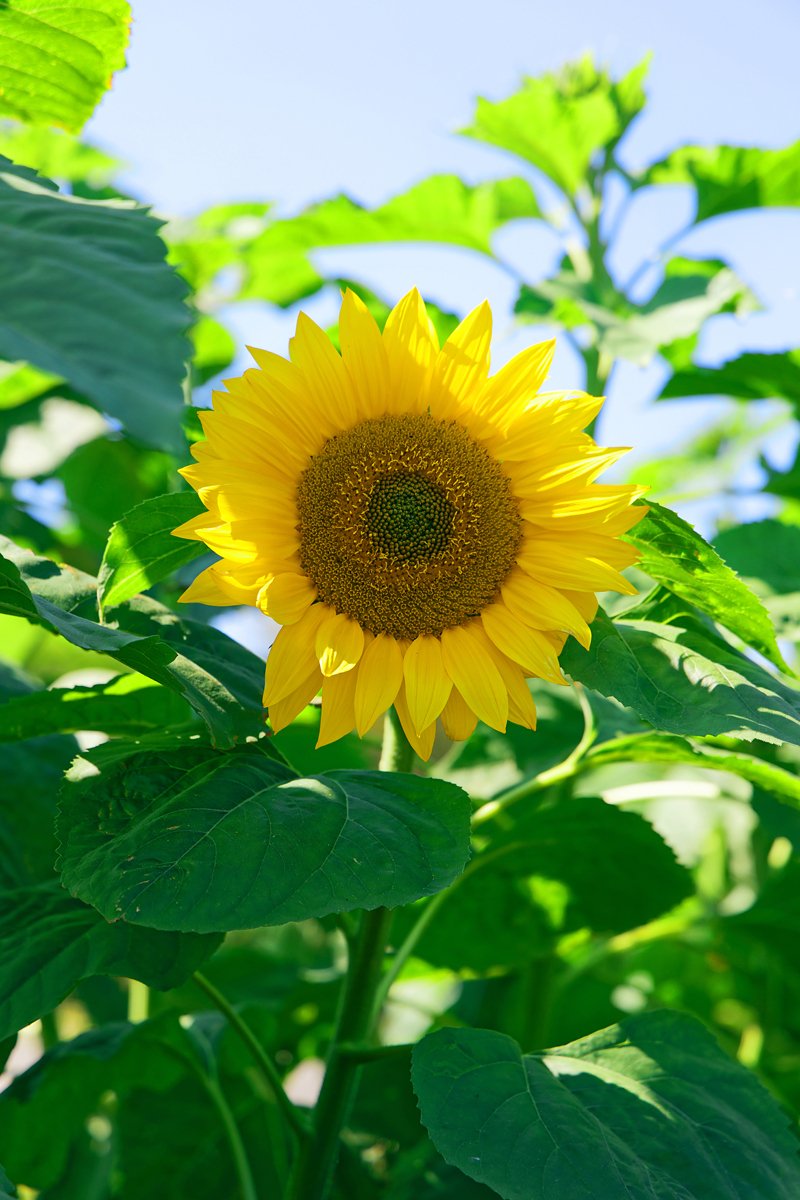 🌻🌻 ひまわり 🌻🌻｜Masaki Senko