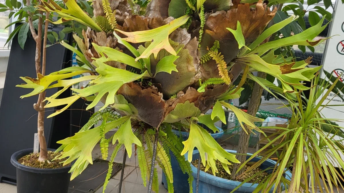 ビカクシダ ビフルカツム｜ポチョムキン卿