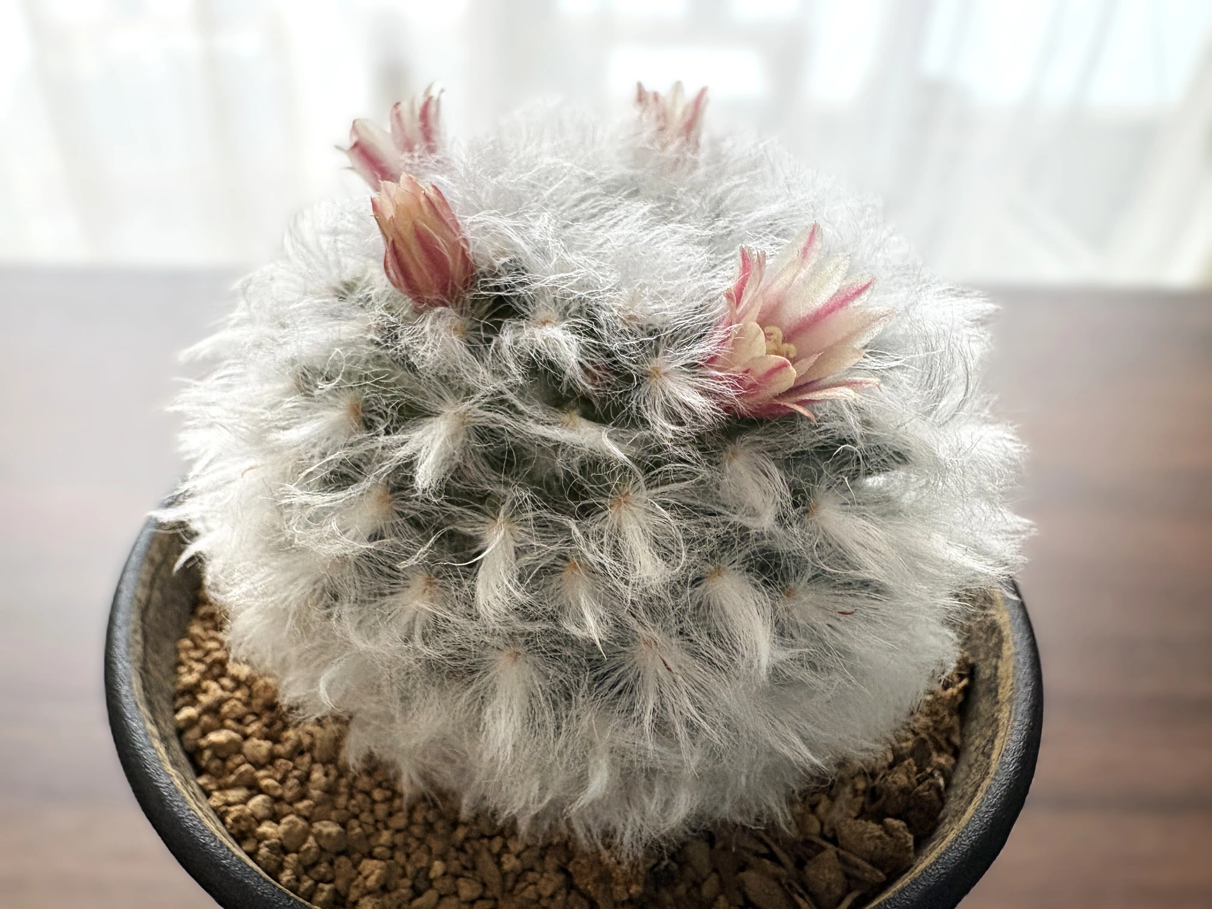 マミラリア(ボカサナ)｜白くてふわふわ、可愛さチート級🌵💖｜ラムネ
