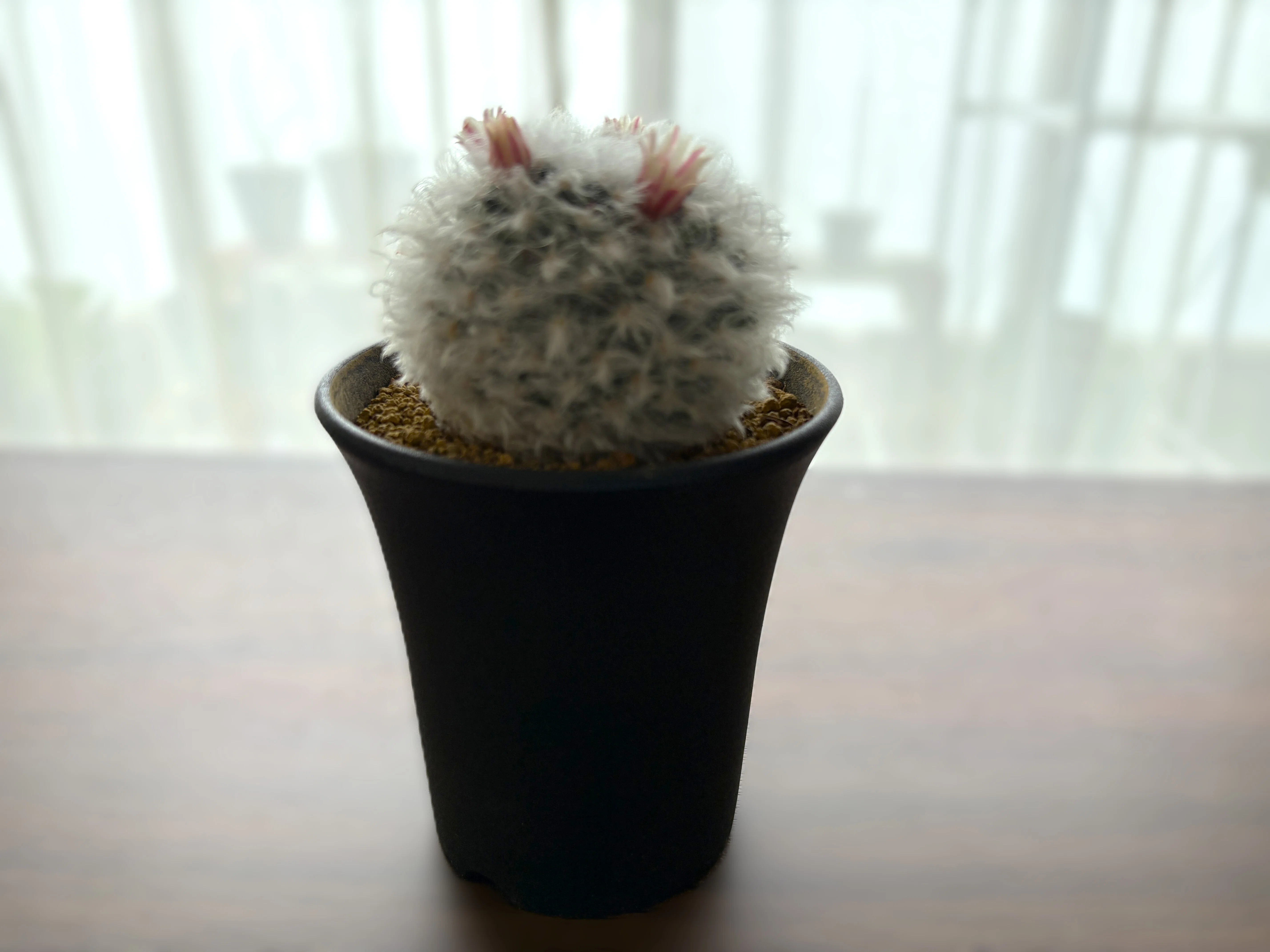 マミラリア(ボカサナ)｜白くてふわふわ、可愛さチート級🌵💖｜ラムネ