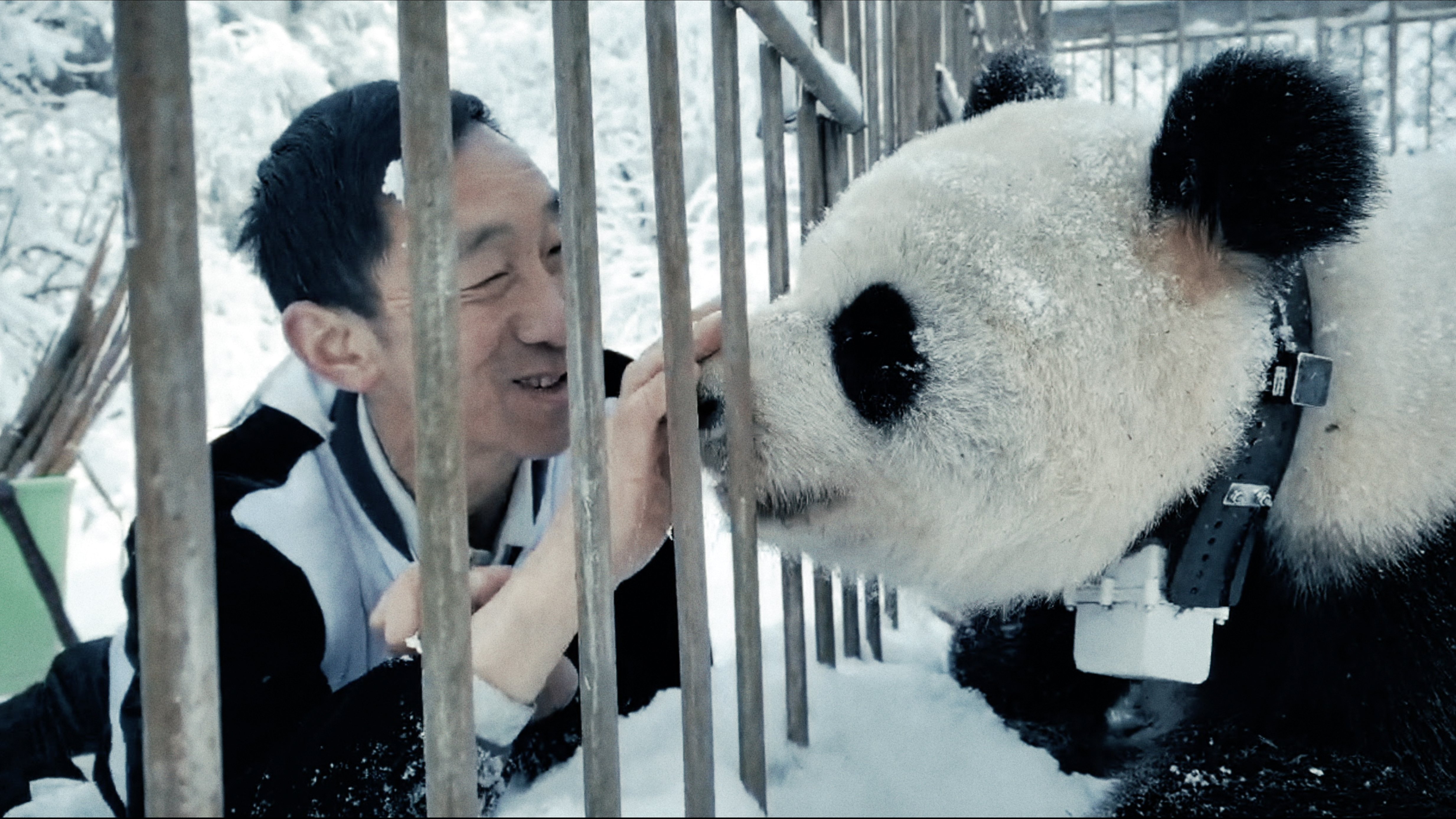 パンダのすごい世界』遠藤憲一さんがパンダの巨大ぬいぐるみと登壇