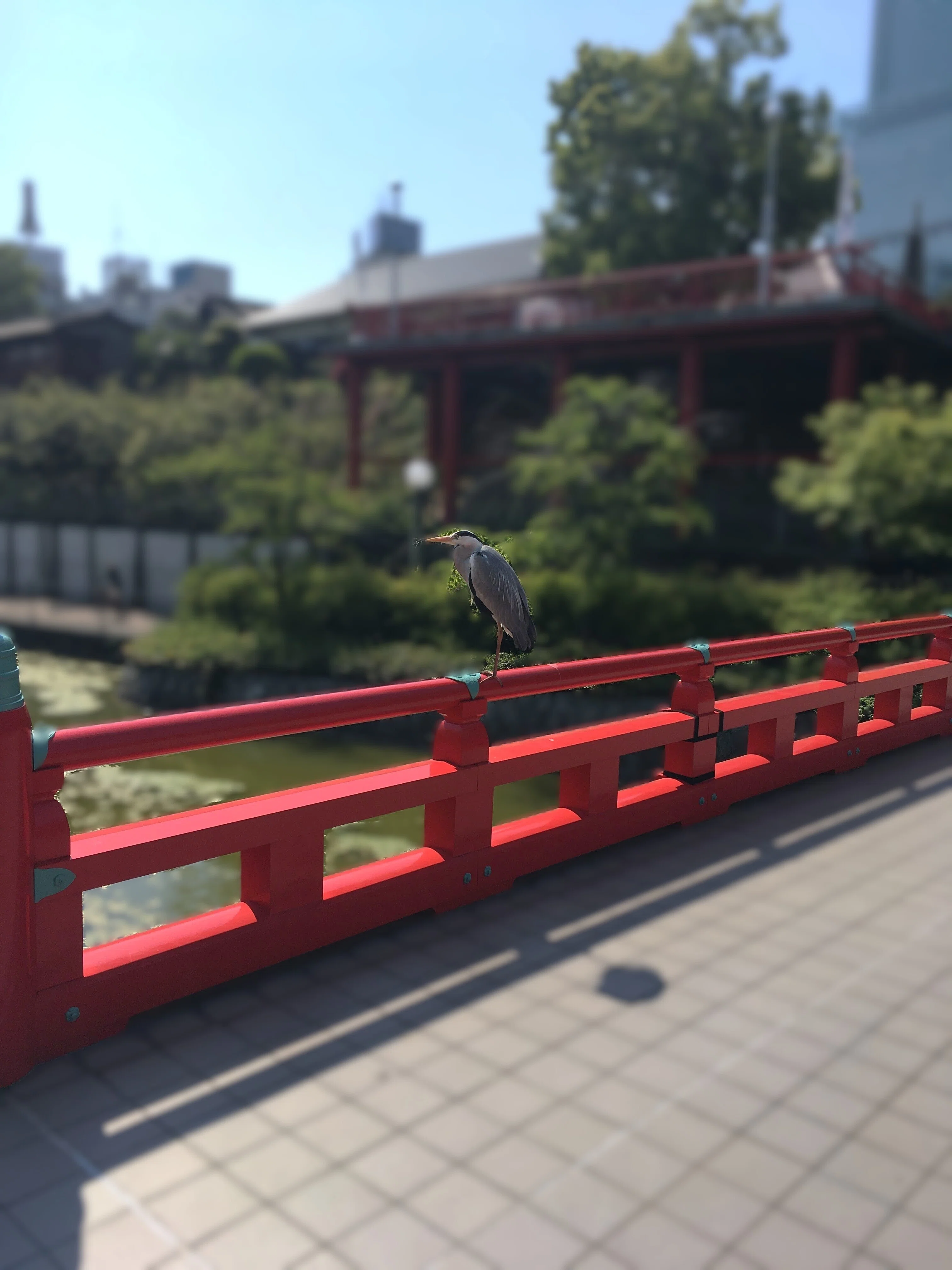 ここは大阪？！上町台地の尾根を歩く“和”な時間旅行｜波名P