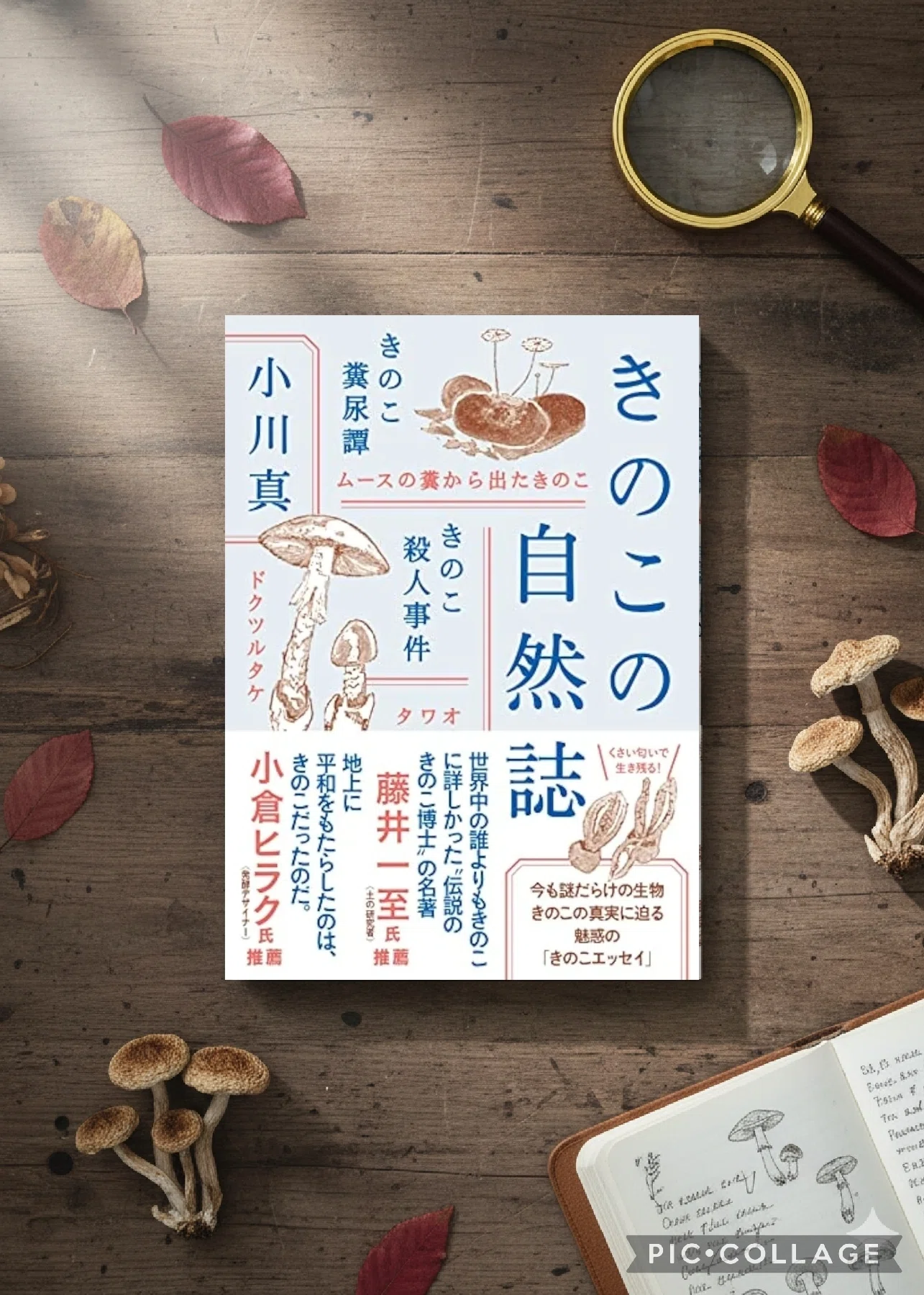 菌糸のように広がる知識> 読書感想 小川真著『きのこの自然誌 