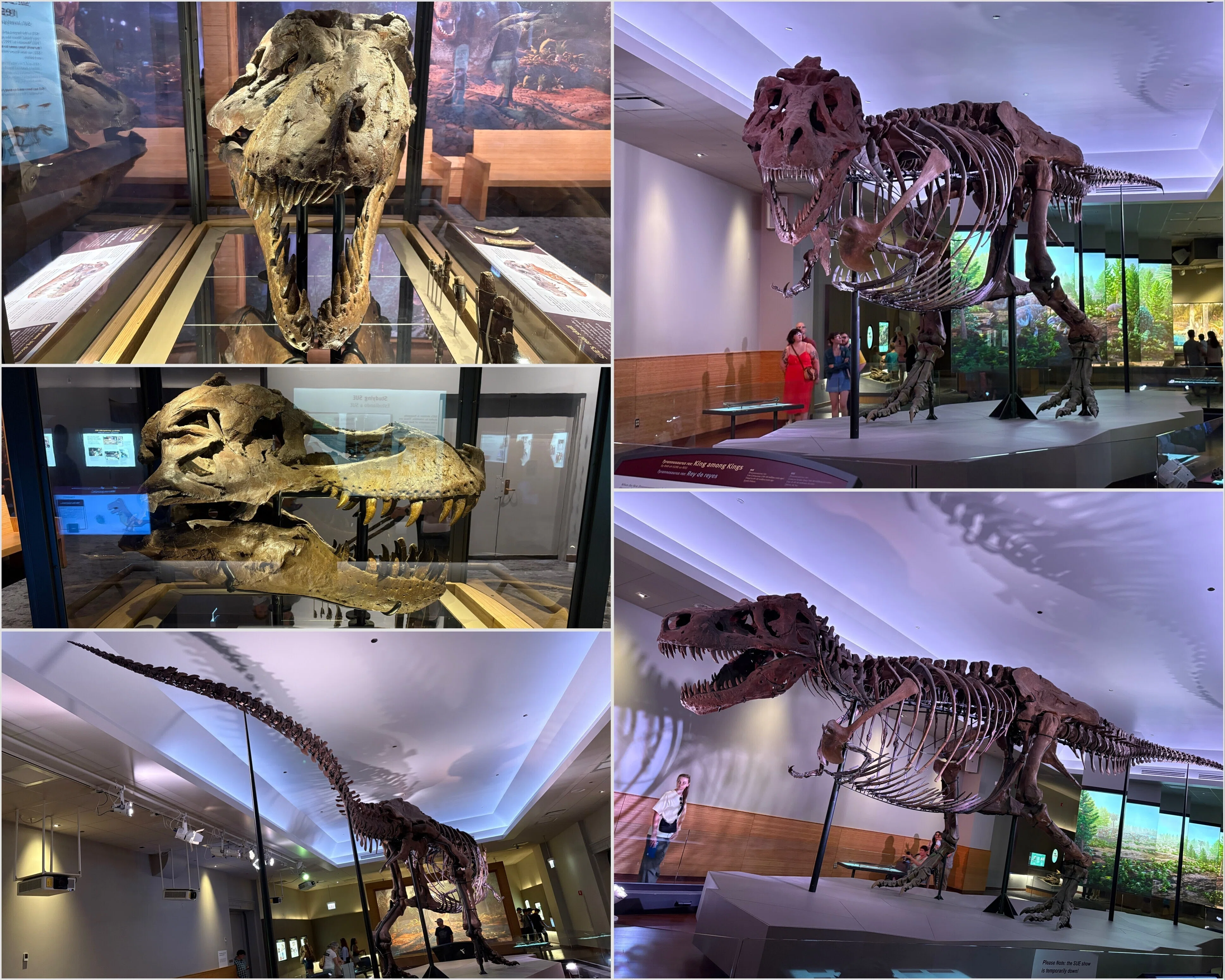 ニューヨーク・シカゴの旅 - その 8-1 （フィールド自然史博物館