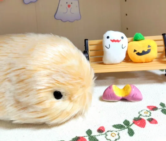 [Self-Introduction] PR & Designer | Toyomoto (Updated May 2026)｜とよもと