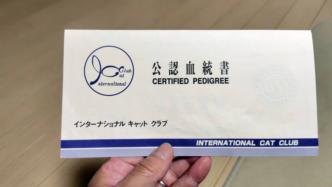 血統 書 猫