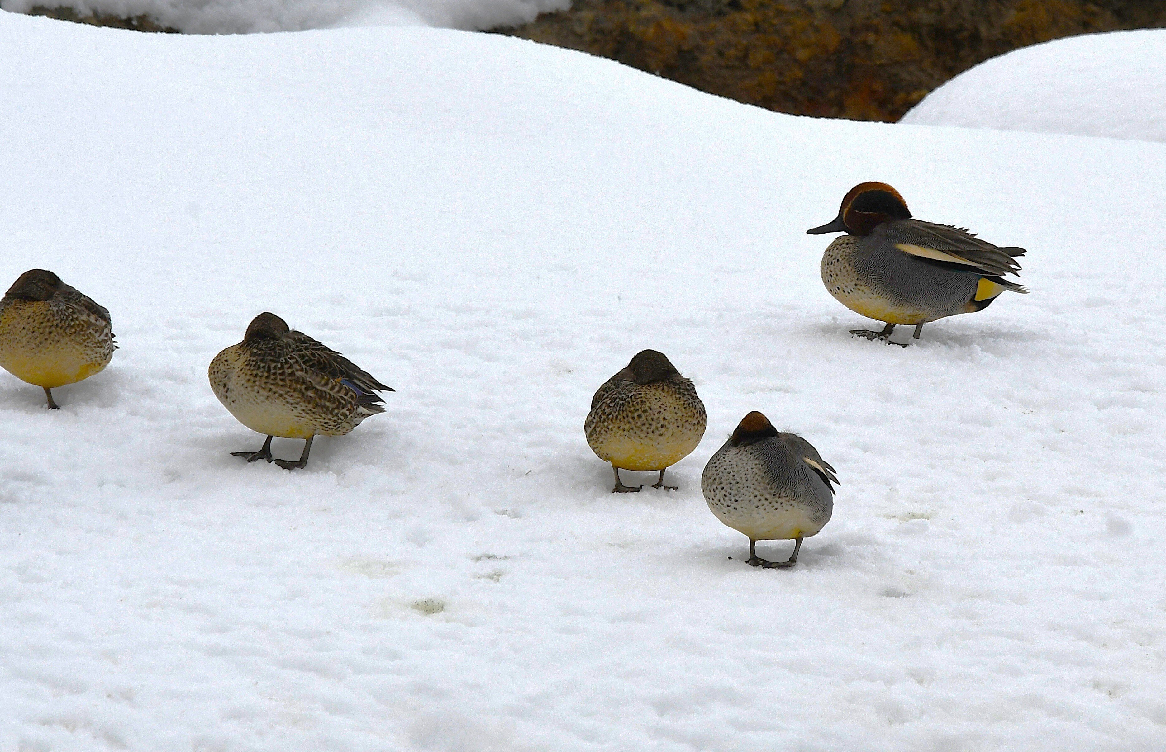 極寒の雪原】「足、凍らないの？」野鳥たちの驚異のサバイバル術と