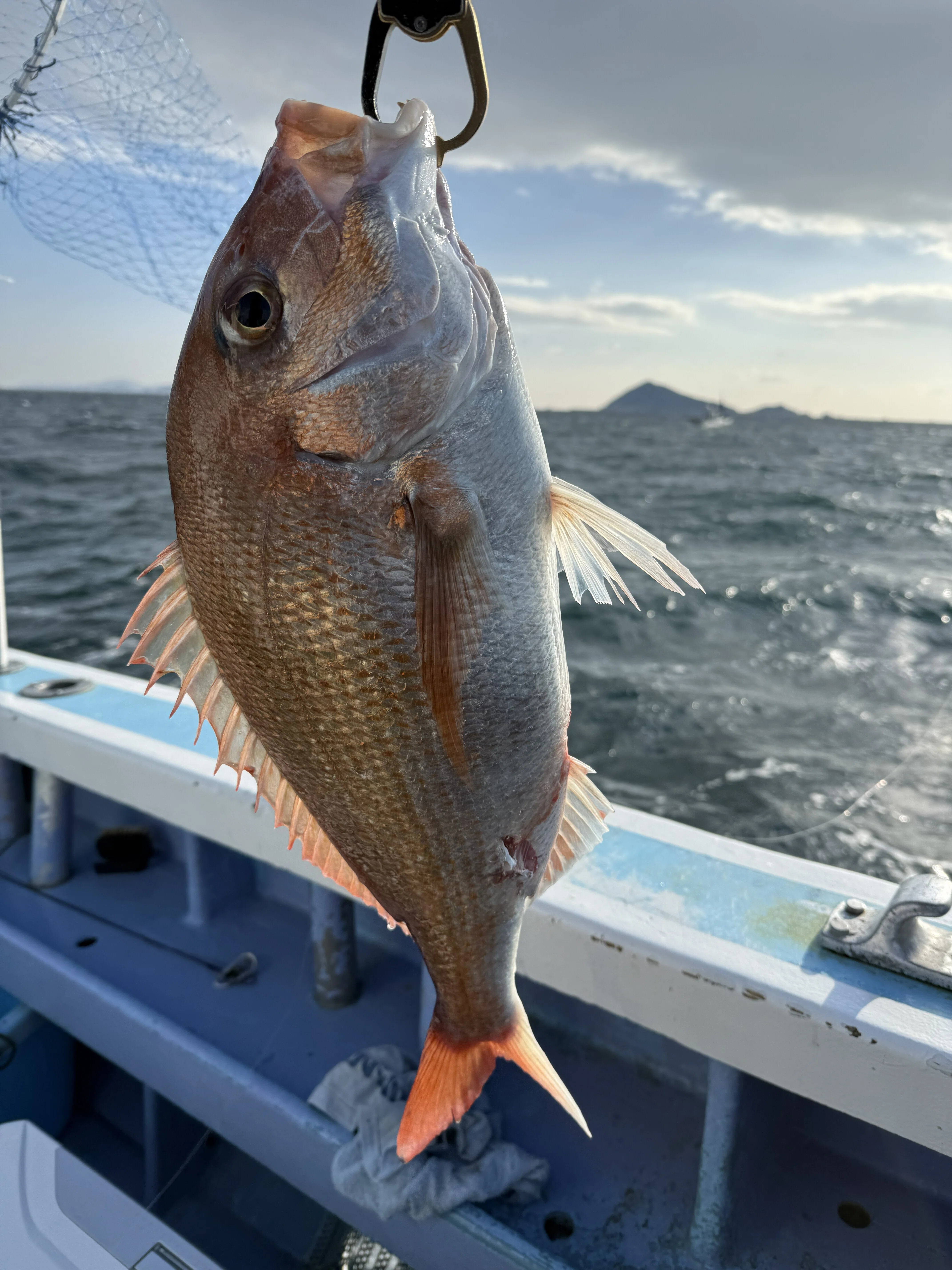 伊勢湾 泳がせ釣り ブリ・真鯛｜ぺすか
