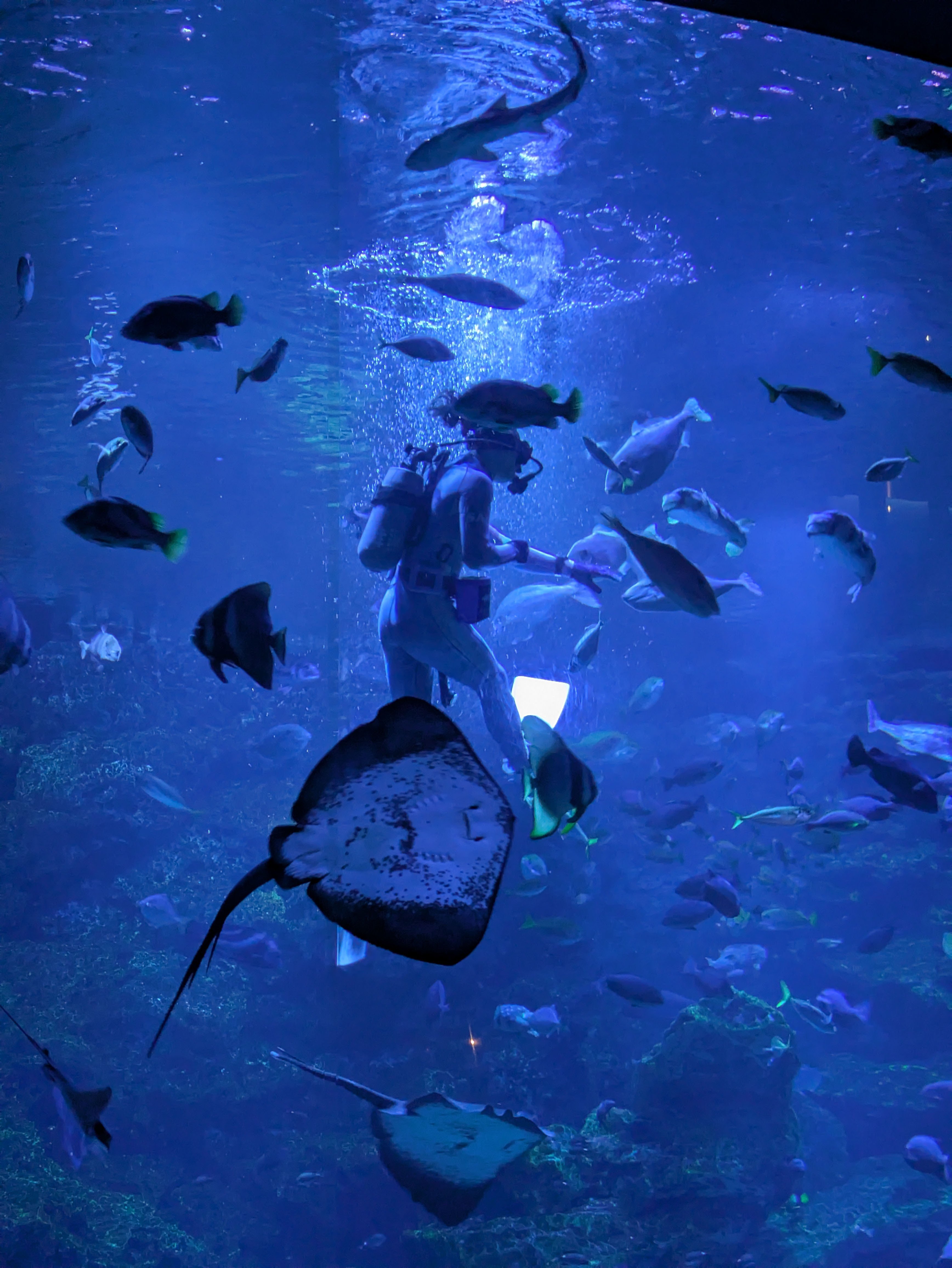 記念メダル】京都市水族館であつめる｜ATUPON