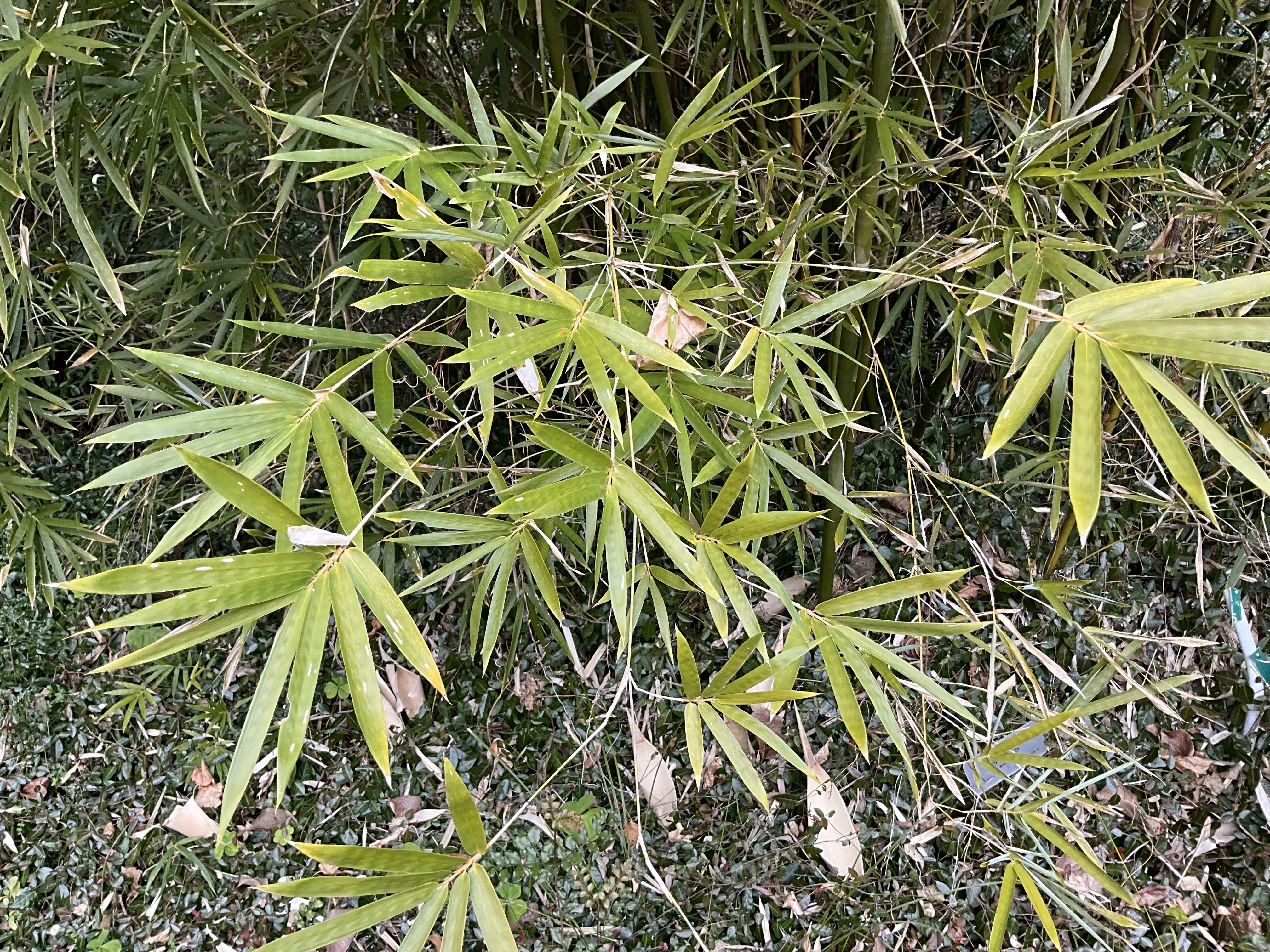京都府立植物園竹笹園の観察記考（2）：2026年2月9日（月）｜藤井秀昭