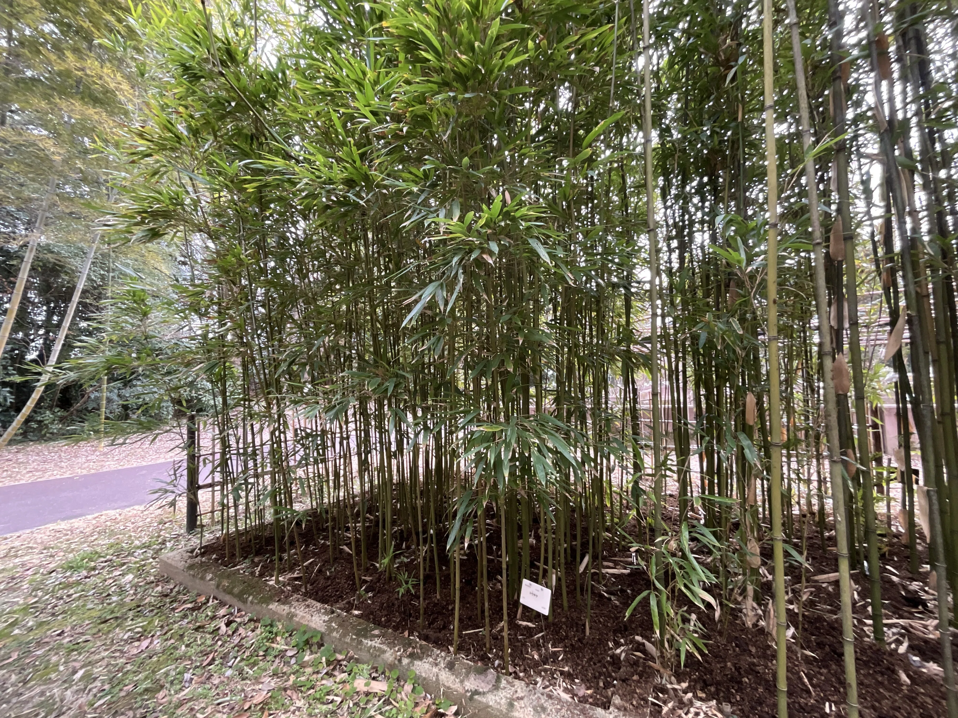 京都府立植物園竹笹園の観察記考（3）：2026年2月9日（月）｜藤井秀昭
