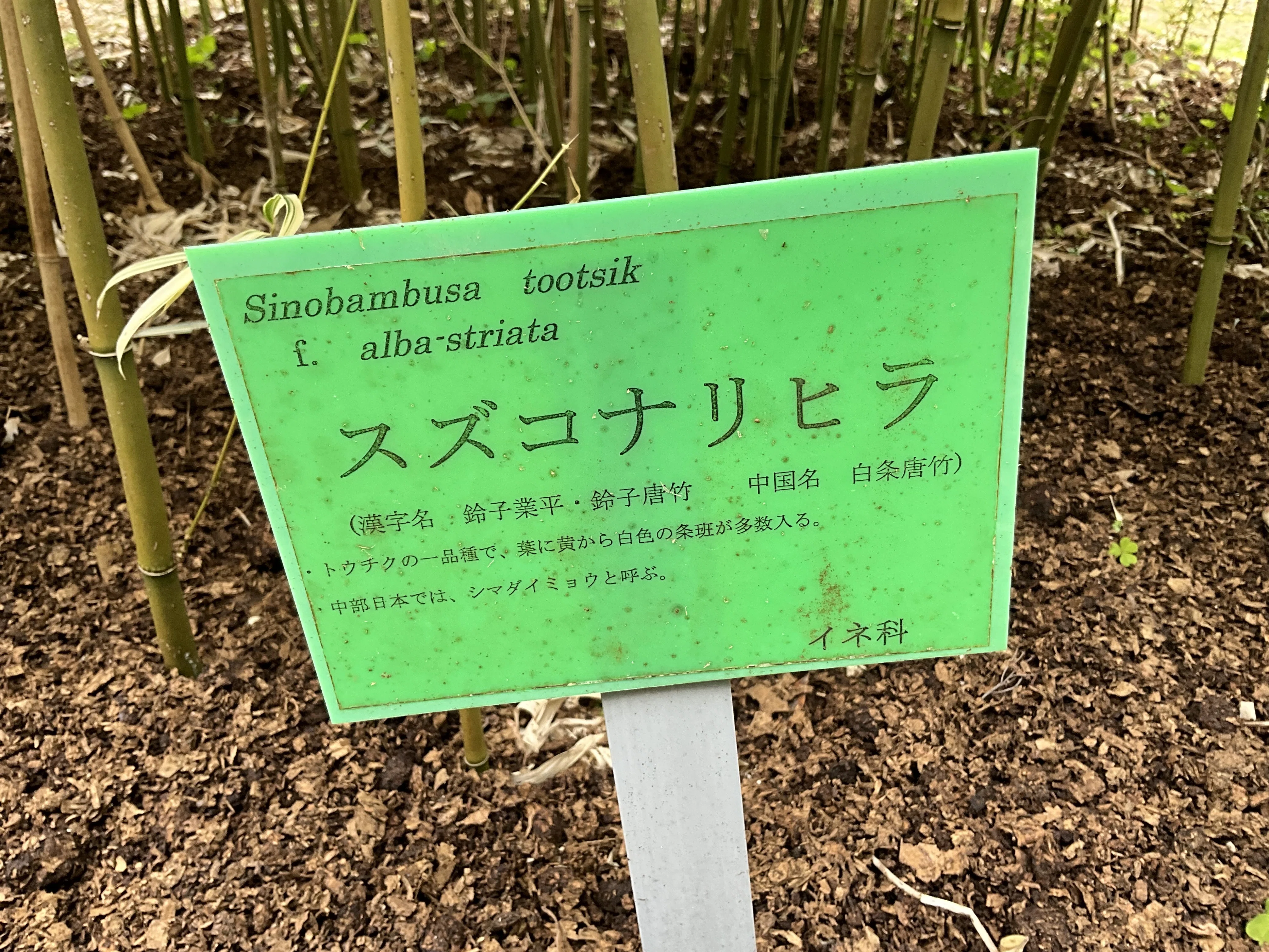 京都府立植物園竹笹園の観察記考（3）：2026年2月9日（月）｜藤井秀昭