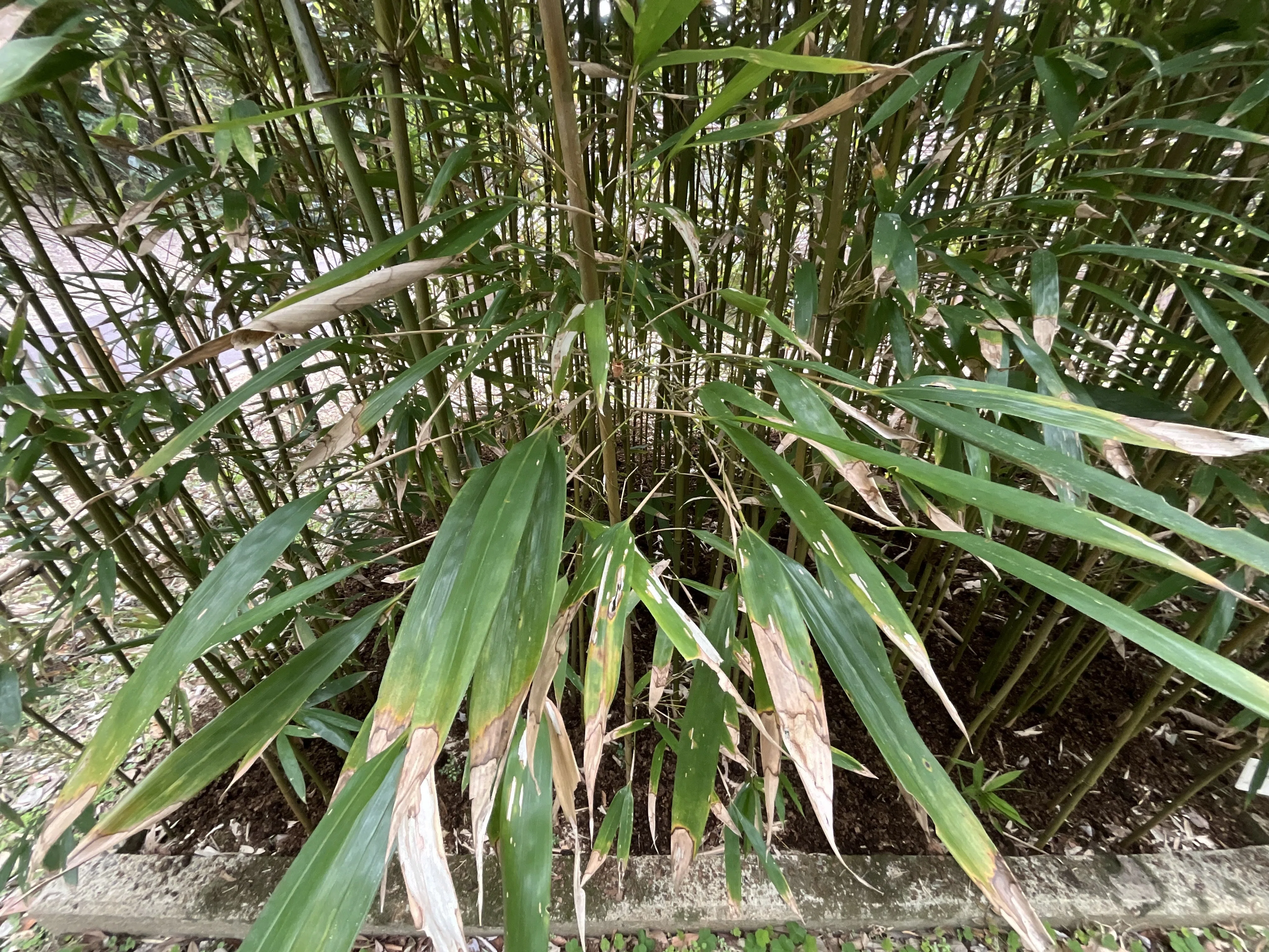 京都府立植物園竹笹園の観察記考（3）：2026年2月9日（月）｜藤井秀昭