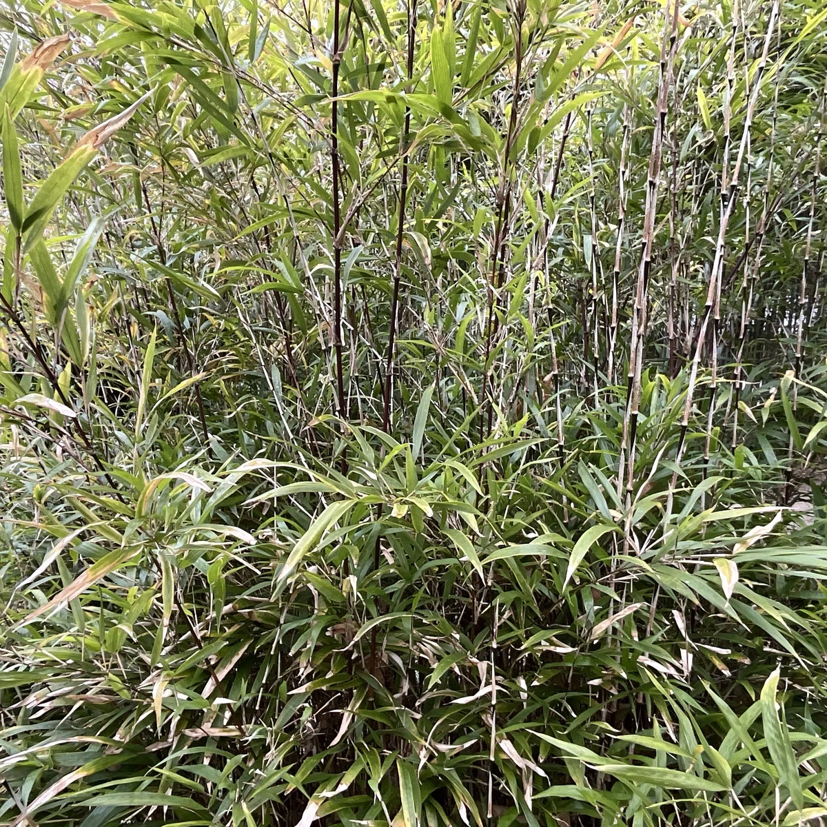 Observations on the Bamboo and Sasa Garden at the Kyoto Botanical Gardens  (6): Monday, February 9, 2026