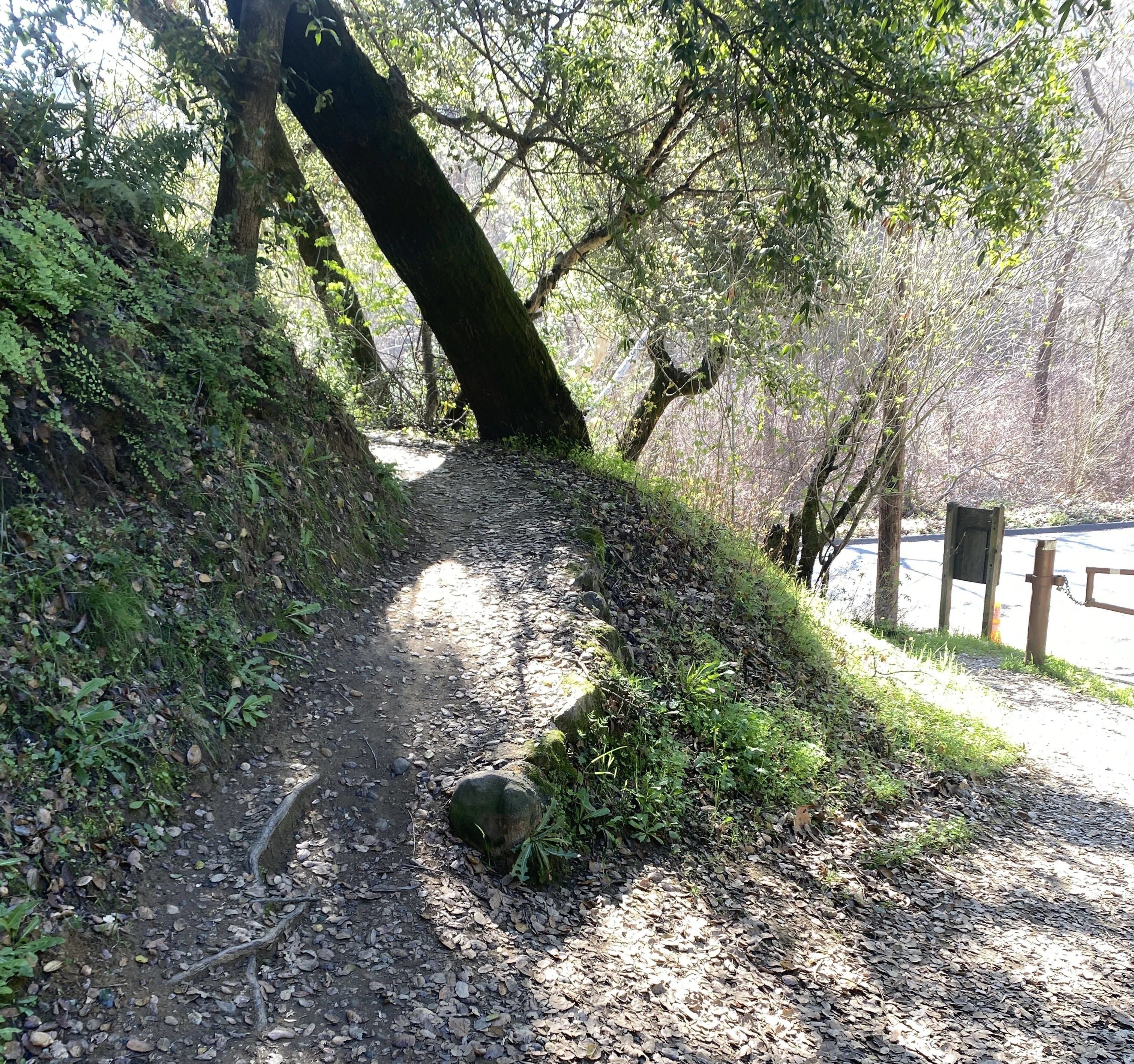 山の流れ サンノゼの街を一望できる〈Stevens Creek County Park〉でトレイル