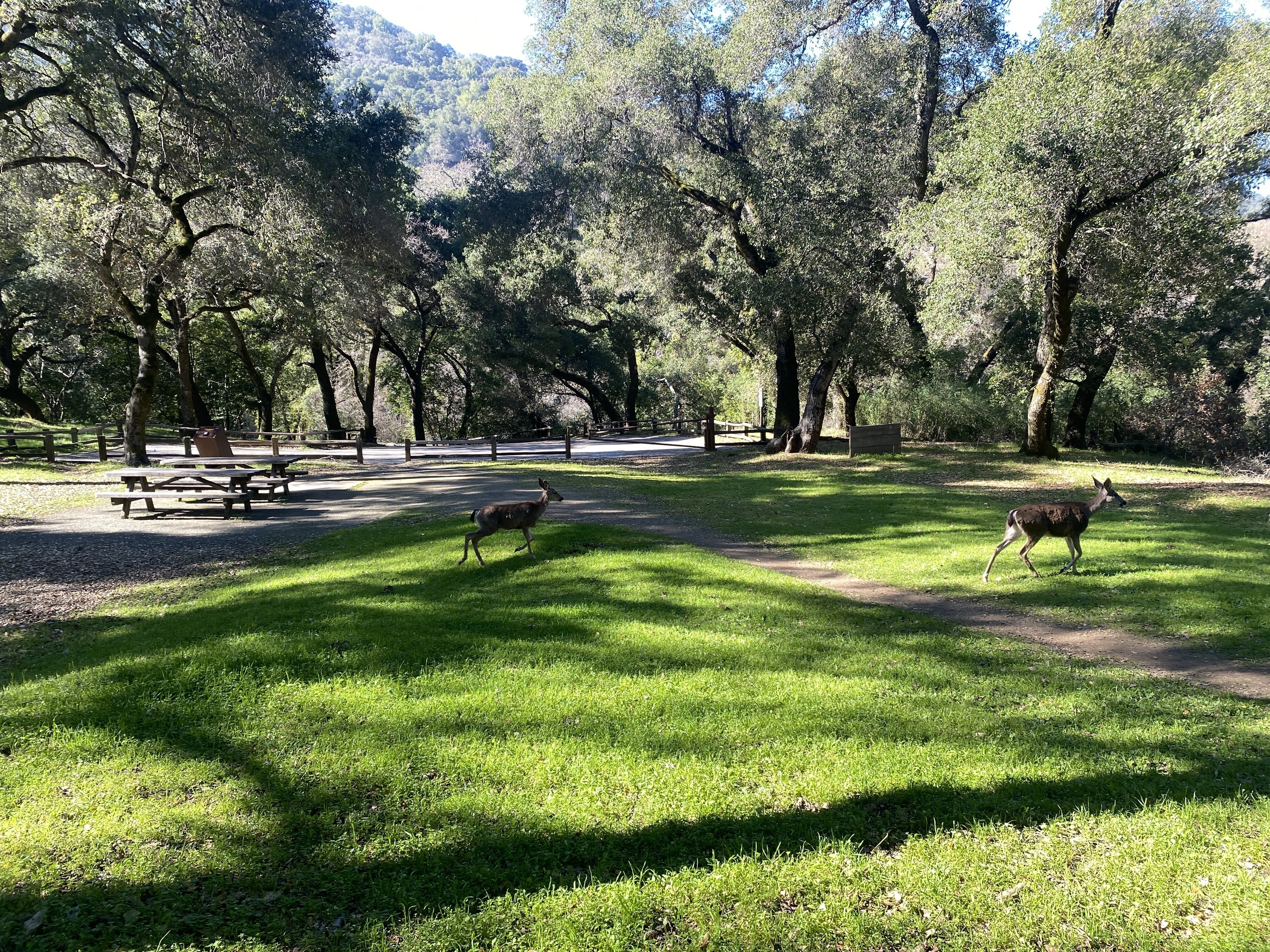サンノゼの街を一望できる〈Stevens Creek County Park〉でトレイル