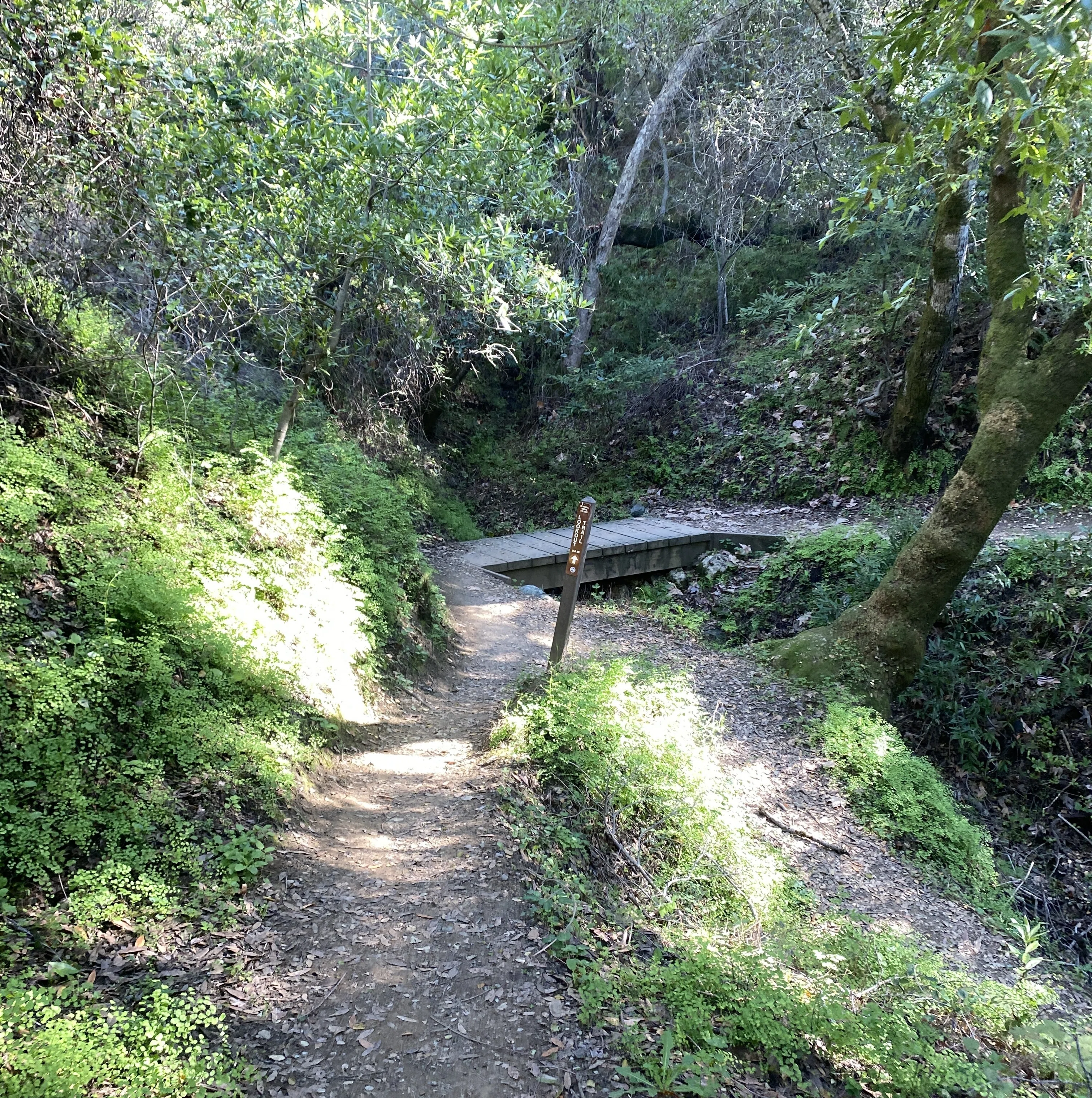 山の流れ サンノゼの街を一望できる〈Stevens Creek County Park〉でトレイル