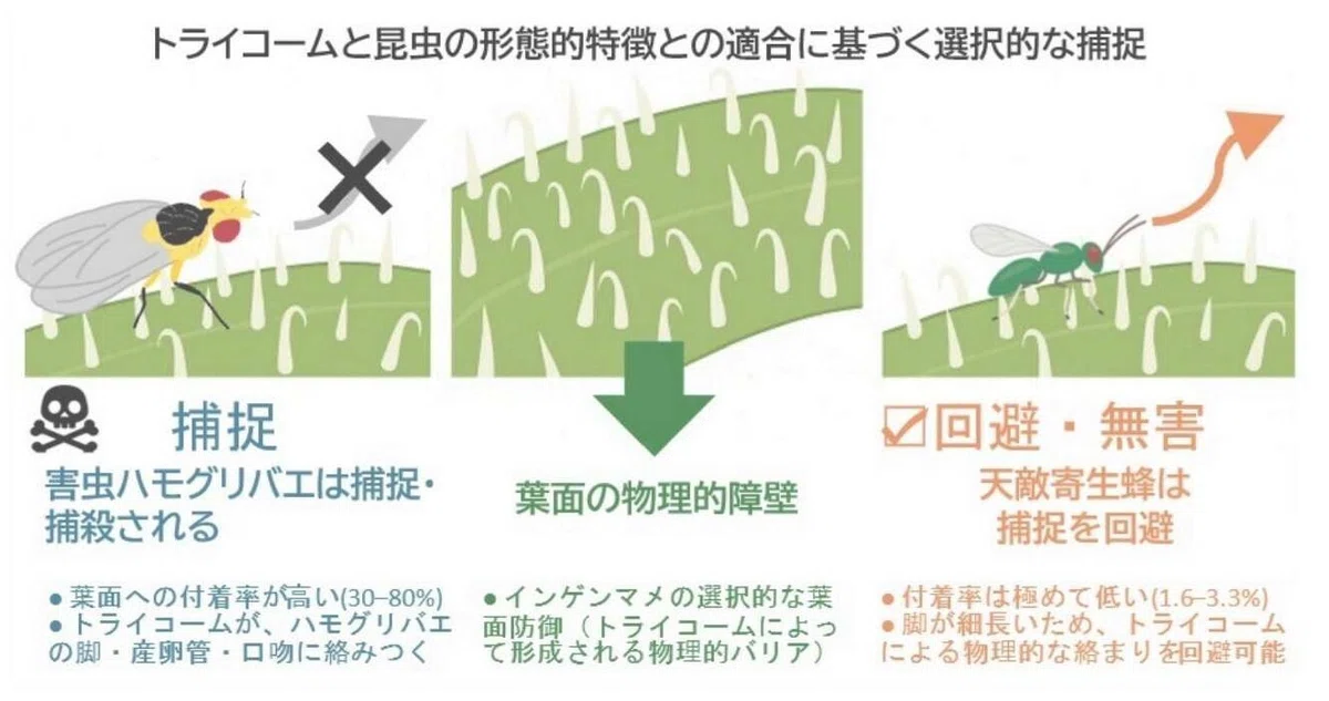 害虫は捉えて天敵は活かす:葉の微細構造がつくる“選択的防除”のメカニズム(静岡大学ほか)|藤田 正雄