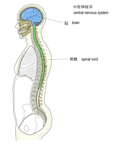 クラニオセイクラルバイオダイナミクスとは？ -後編-｜TARA TRIP