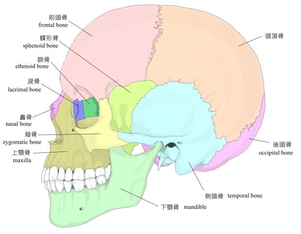クラニオセイクラルバイオダイナミクスとは？ -後編-｜TARA TRIP