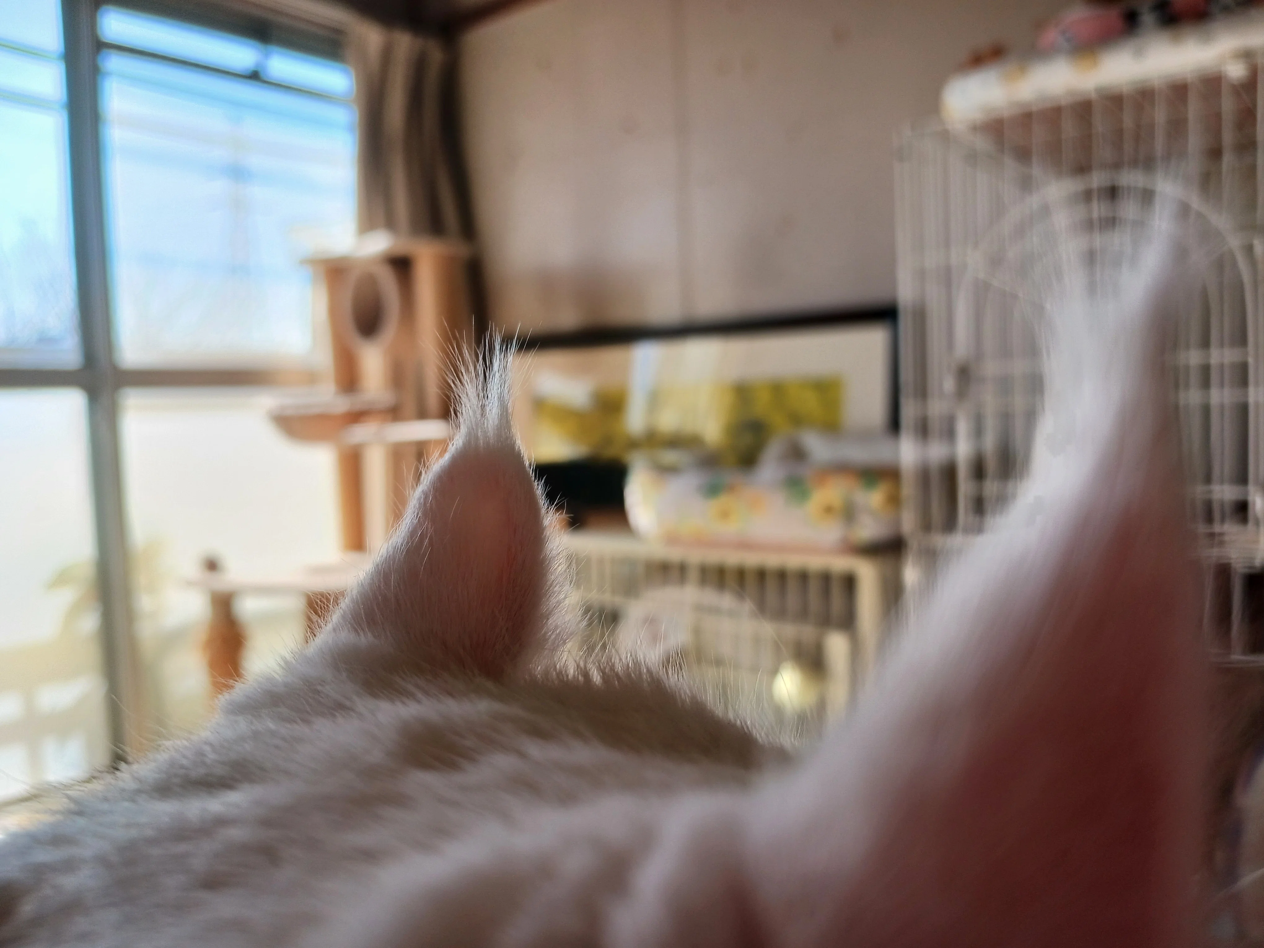 猫ちゃんの愛おしき耳毛の、正体は？😻❣️🦻｜ねる