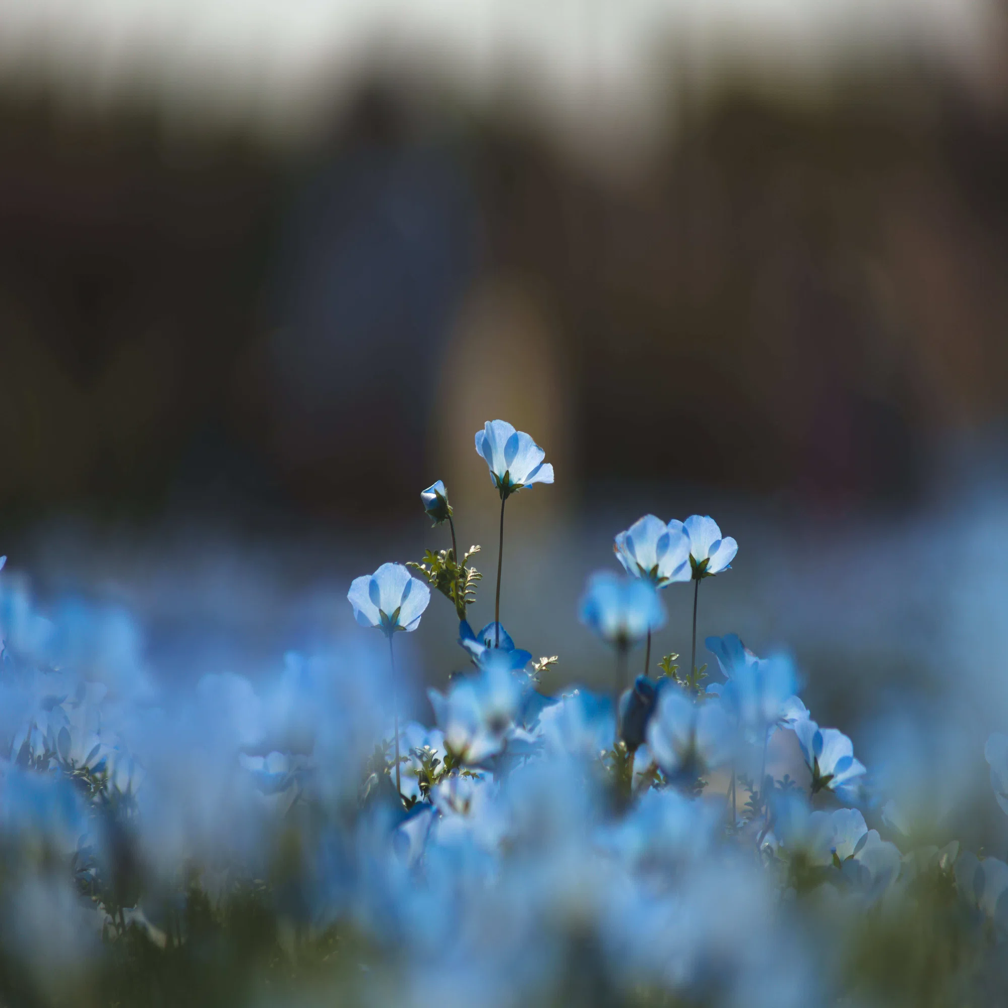 レンズレビュー】EF70-210mm F4｜K2SND