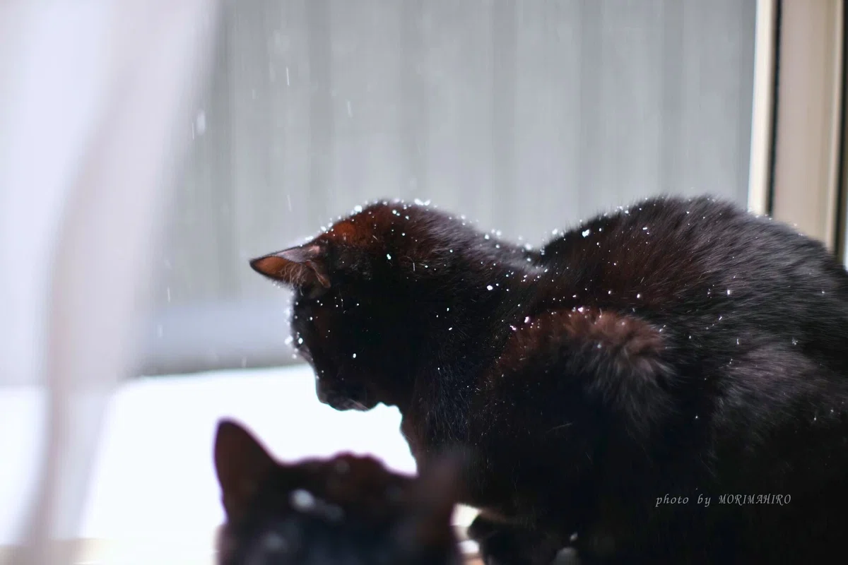 じっと雪を見る黒猫