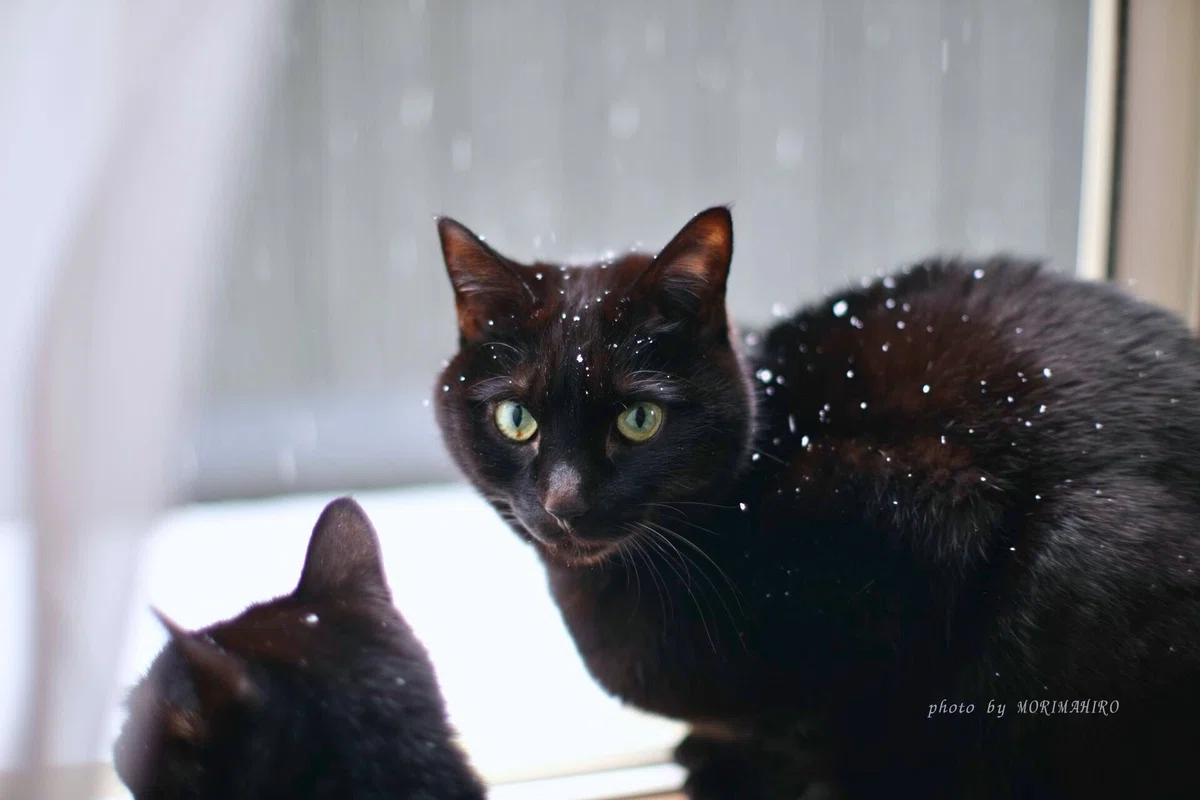 雪が降る窓辺に佇む黒猫