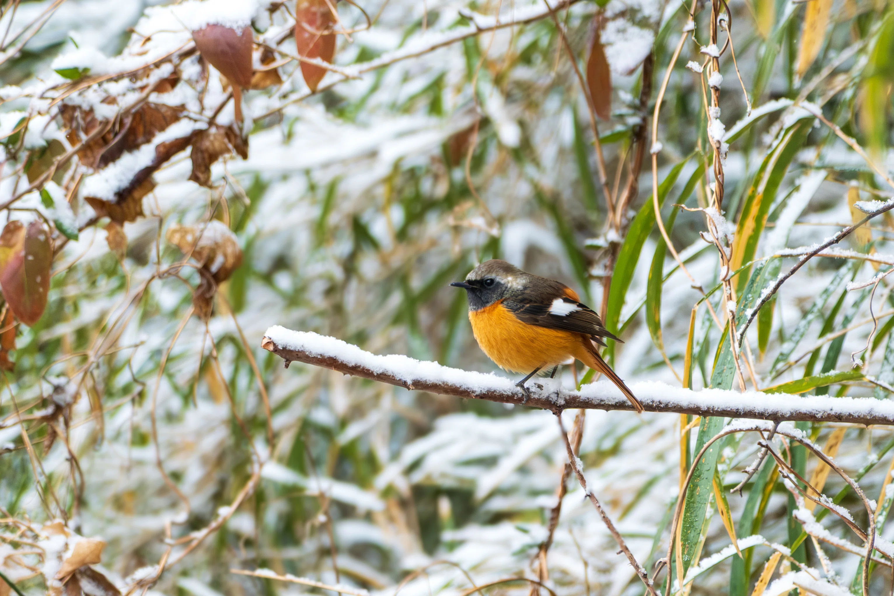 雪の日の野鳥撮影 〜 X-T30III｜RURI