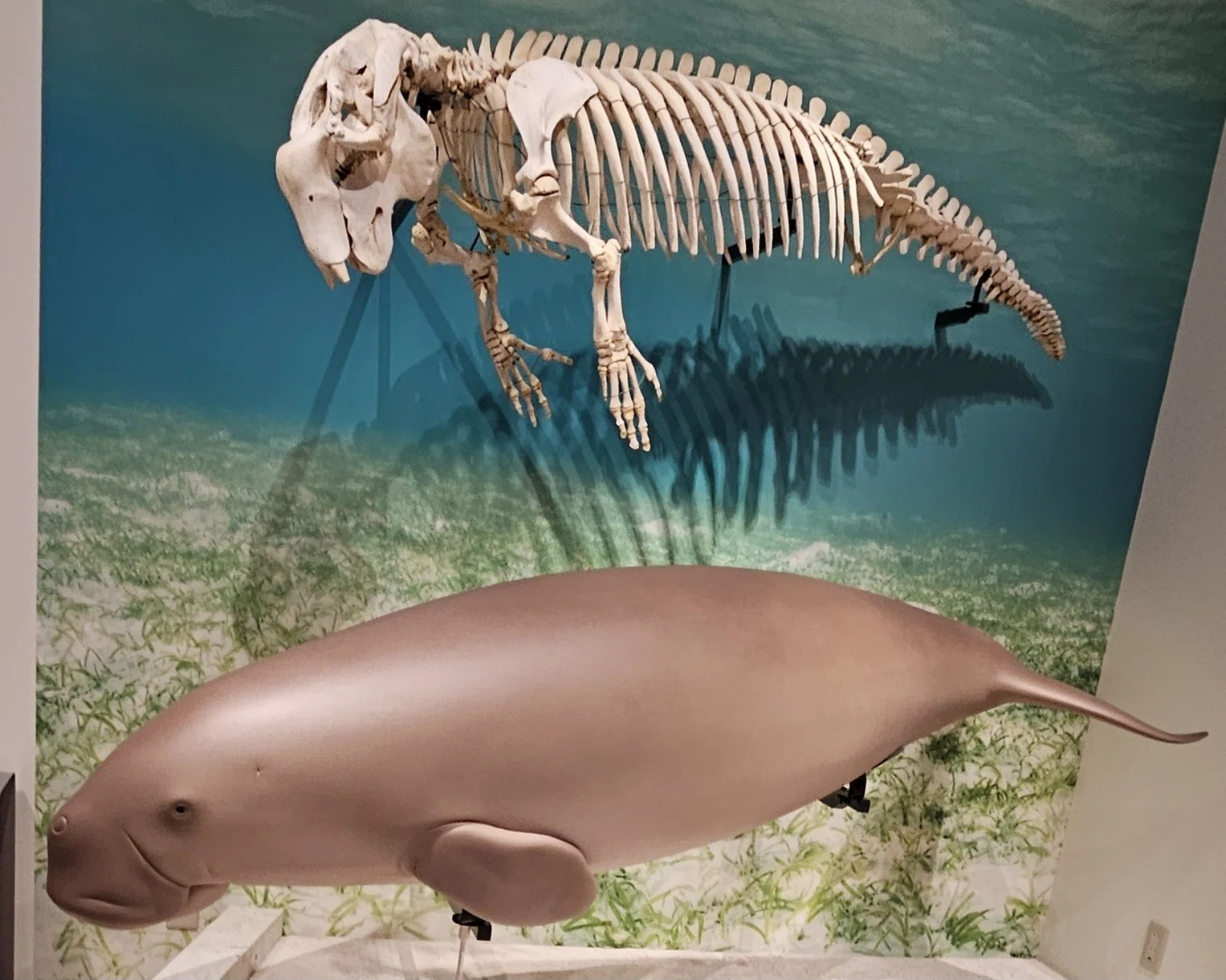 アオダイショウ 骨格標本 アオダイショウの頭骨標本[32202000259]の 