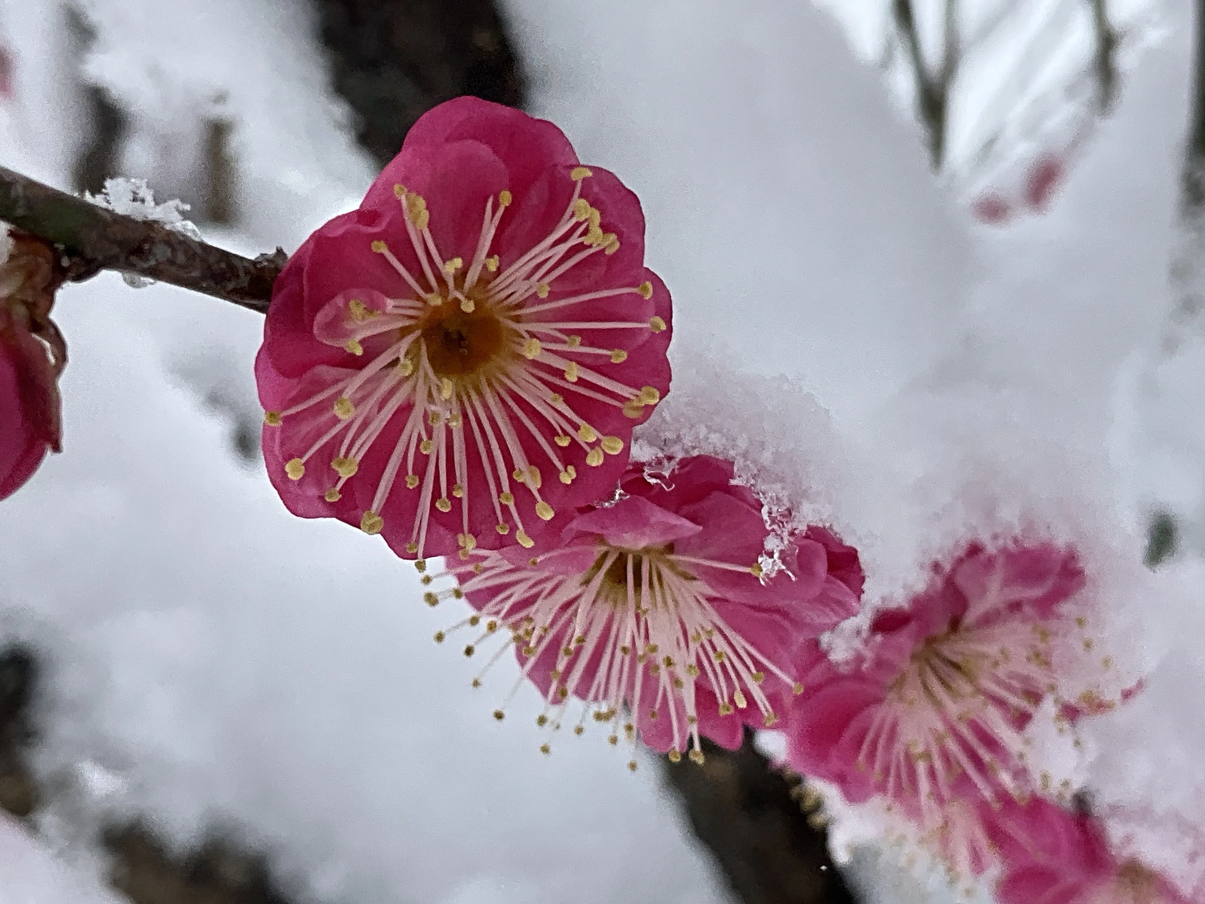 Memories of Yaekanko Blooming in the Snow (Kyoto Botanical Gardens