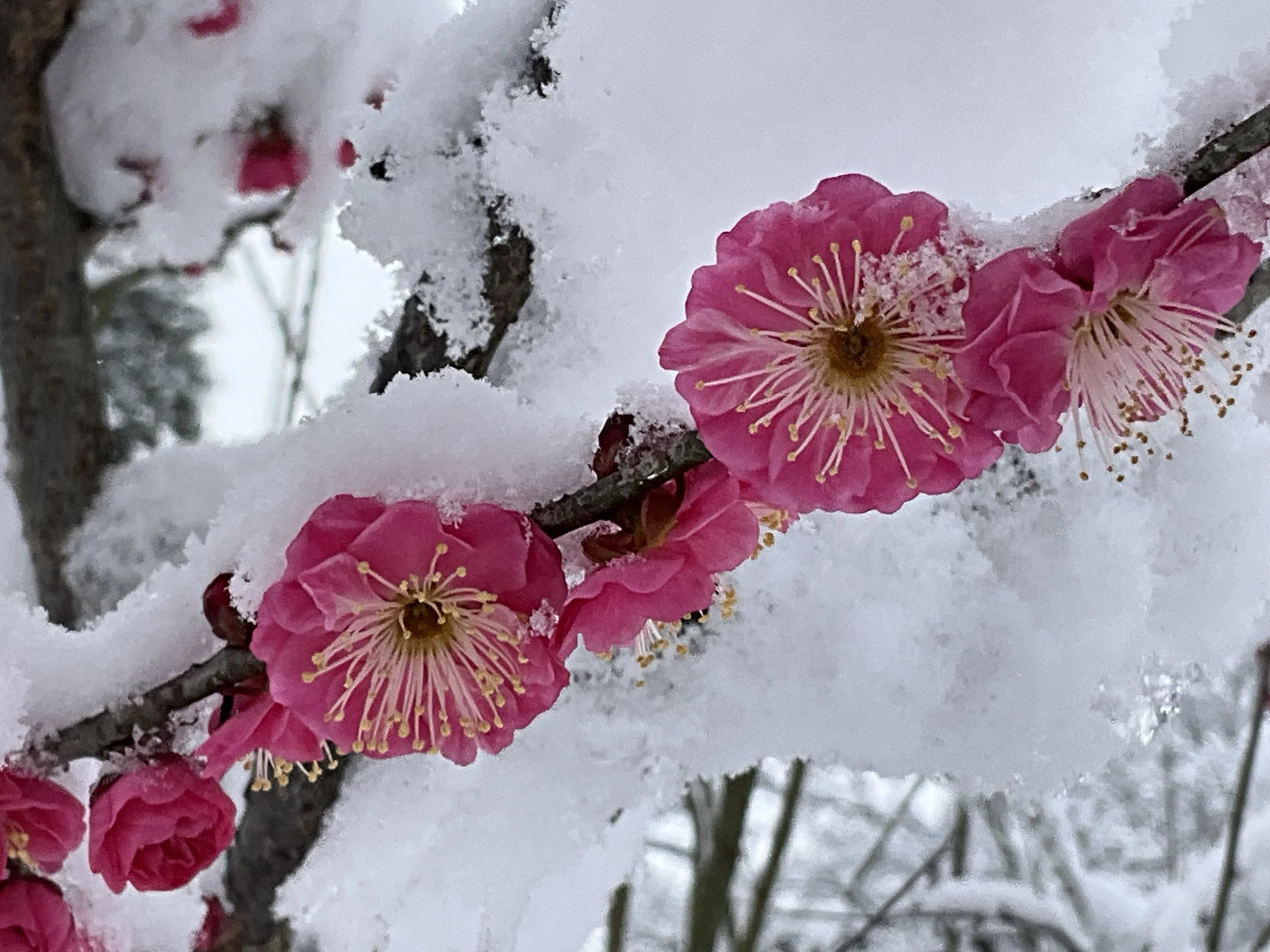 雪中に灯る八重寒紅の記憶（京都府立植物園）：2026年2月8日（日