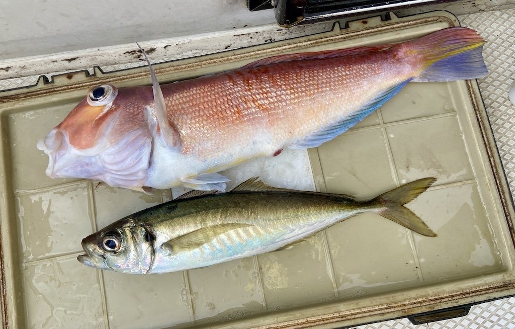 甘鯛】大型甘鯛49cm-1.1kgをゲット！【泳がせ】マトウダイ、ヒラメが