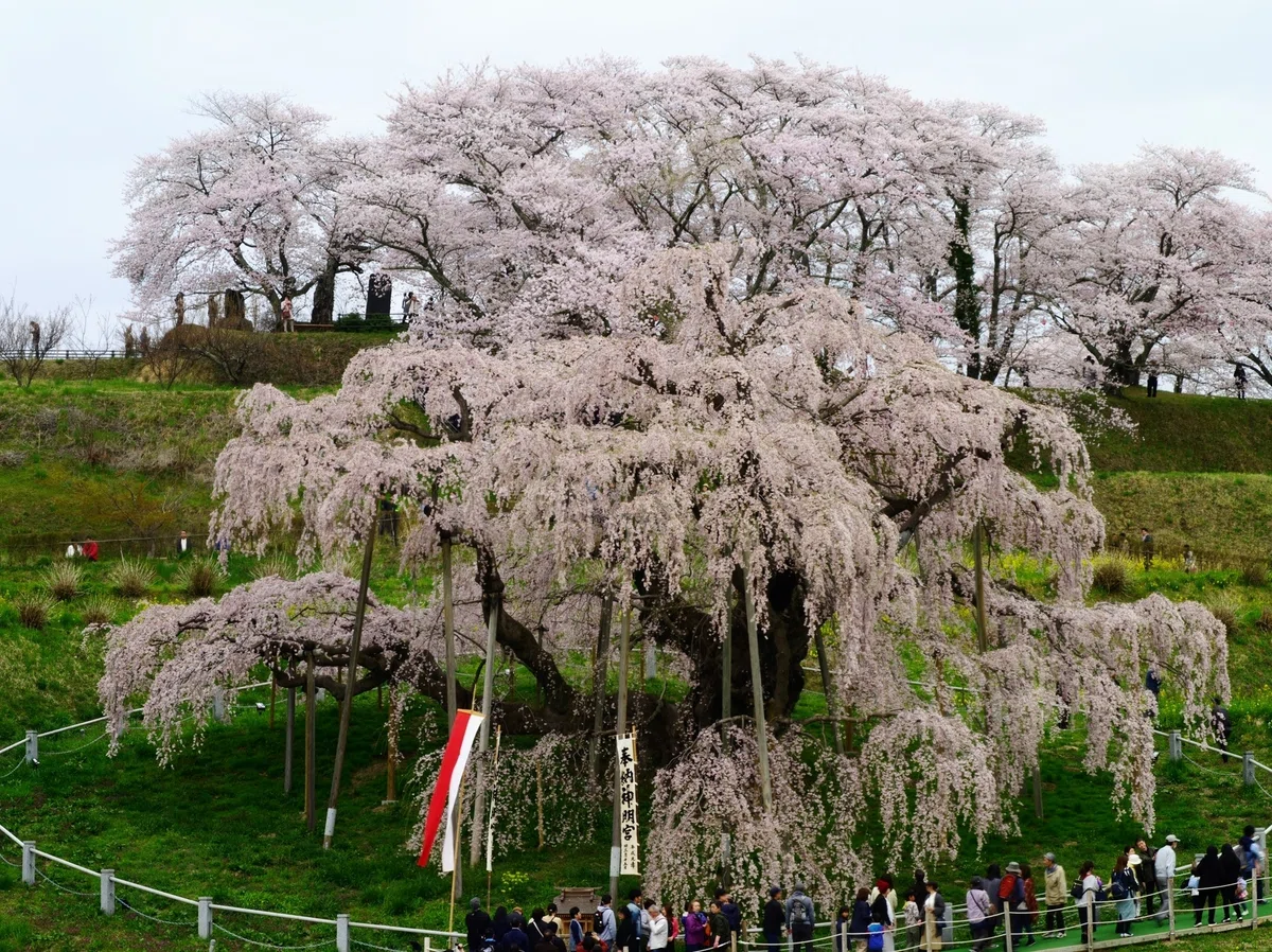 三春滝桜 ~撮影旅行よもやま話集~|綺麗な風景写真が撮りたい