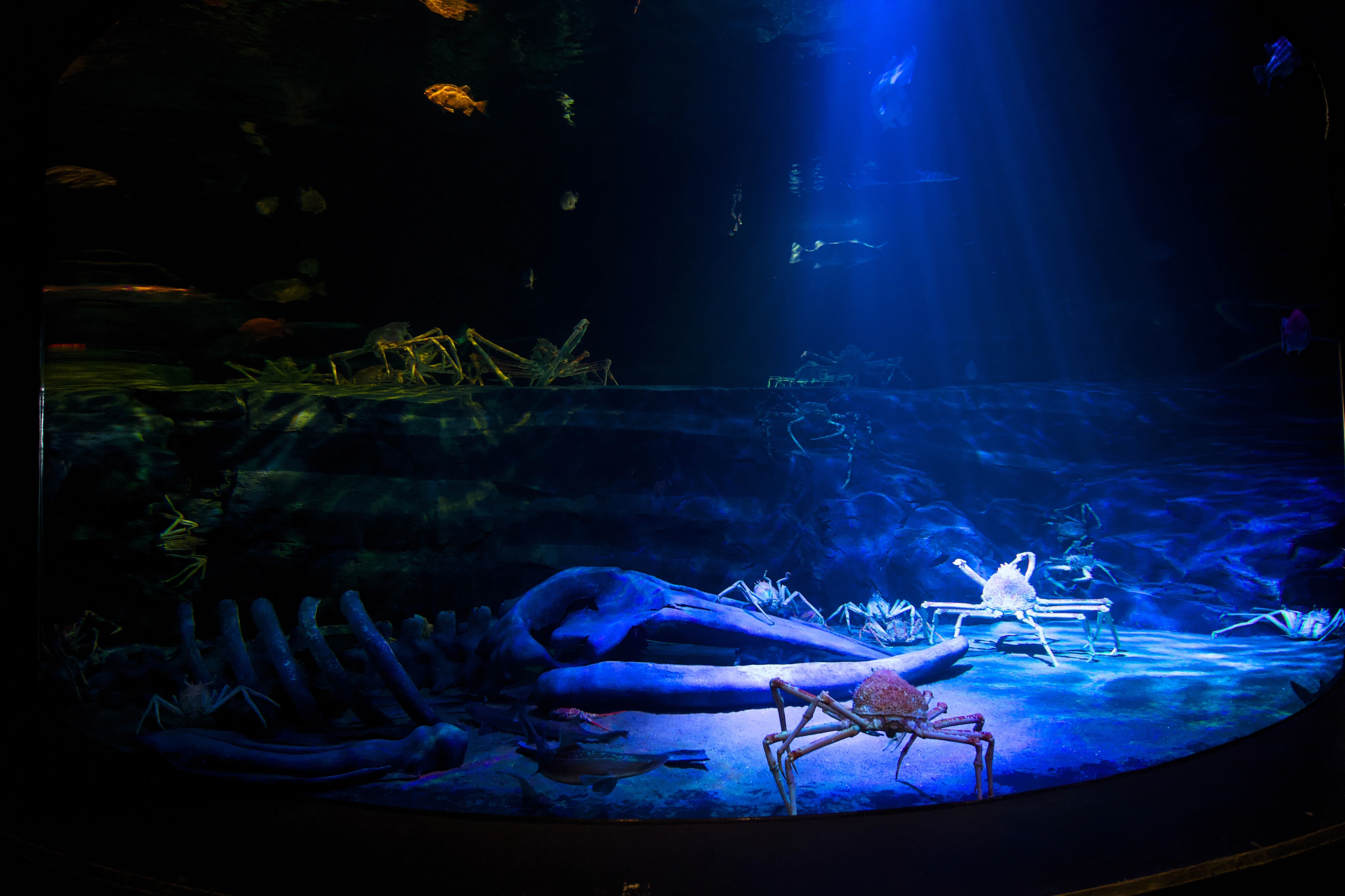 SONY α6700での撮影記録vol.10-【竹島水族館・竹島編】｜けんのすけ1030