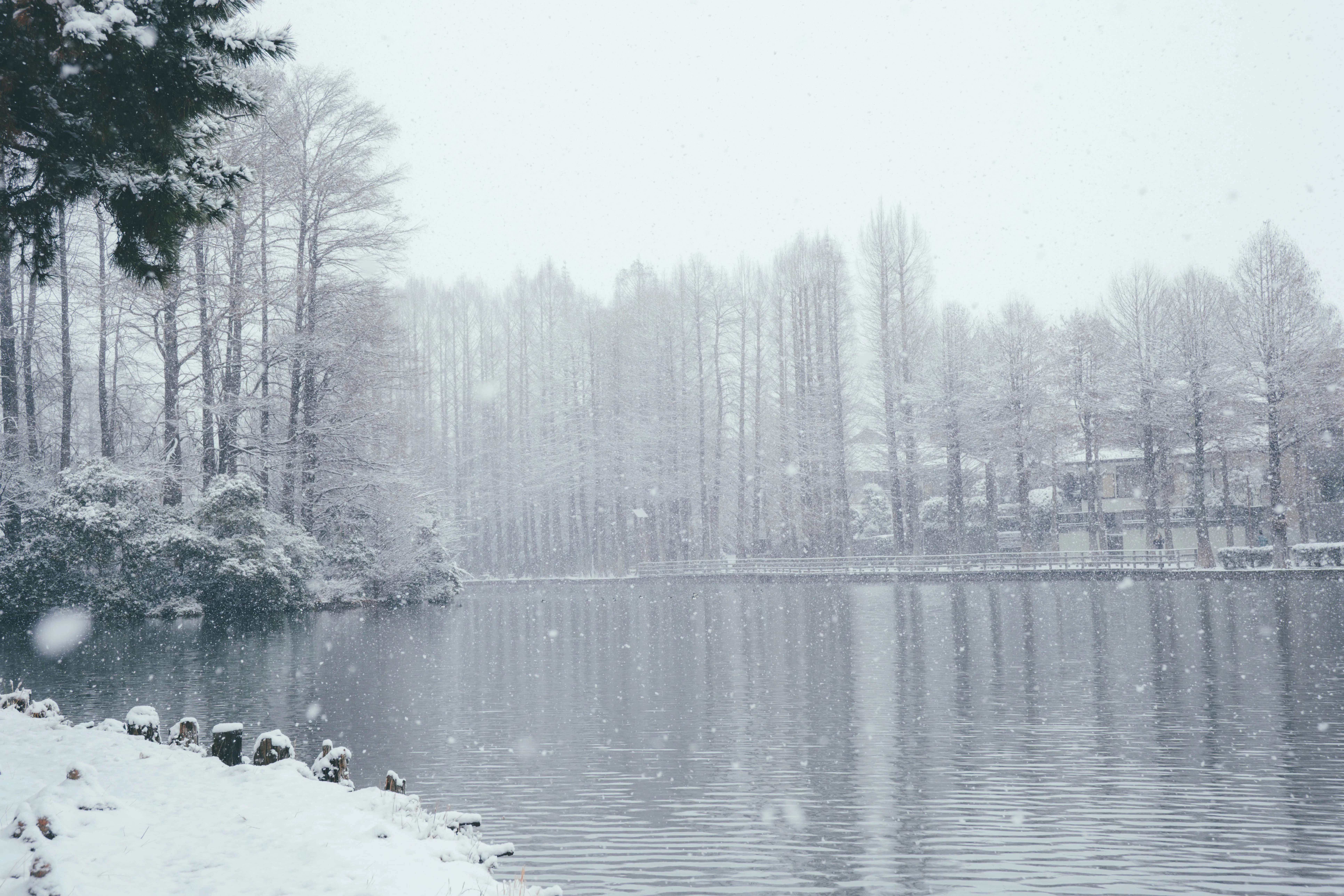 雪の別所沼公園フォトウォーク。X-T5と新レンズで撮る、白銀の世界と