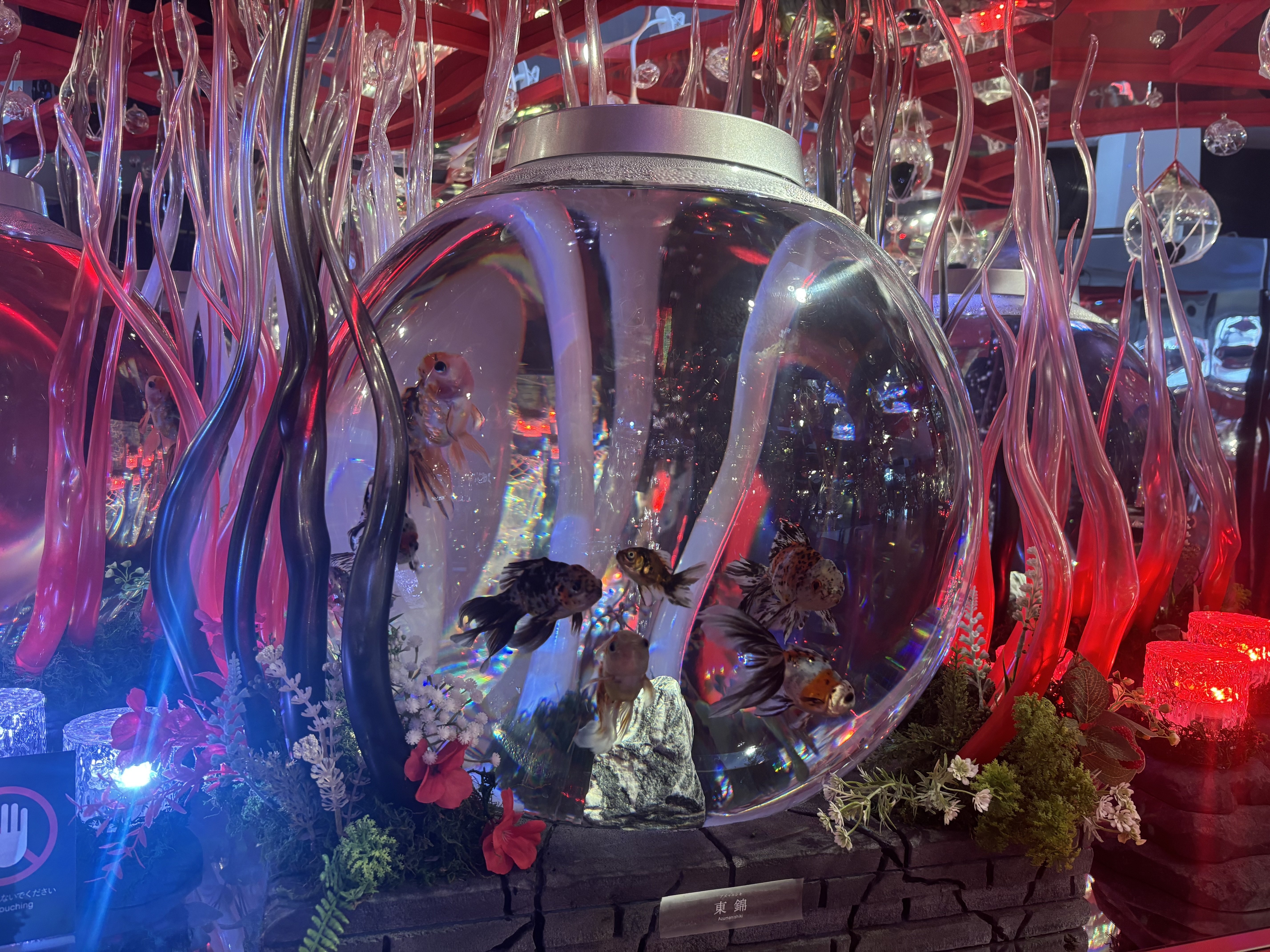 アラフィフぼっち、金魚ミュージアムを見に行ったら世界が広がった