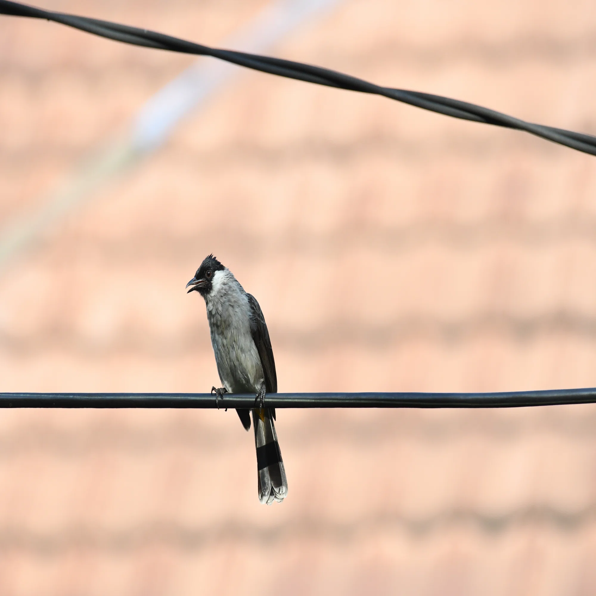 機材レビュー #01] AF-P NIKKOR 70-300mm f/4.5-5.6E ED VRって野鳥に 