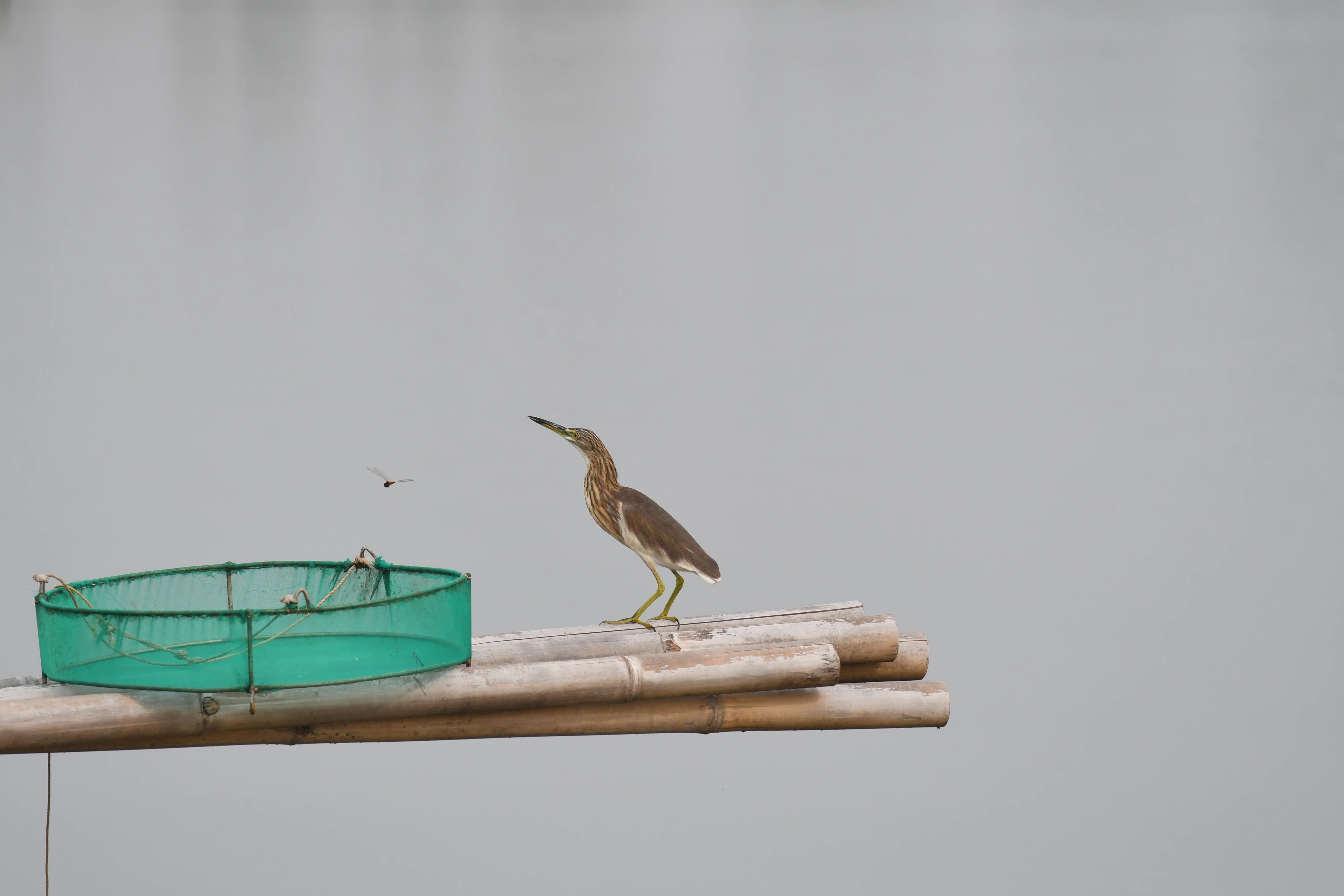 機材レビュー #01] AF-P NIKKOR 70-300mm f/4.5-5.6E ED VRって野鳥に